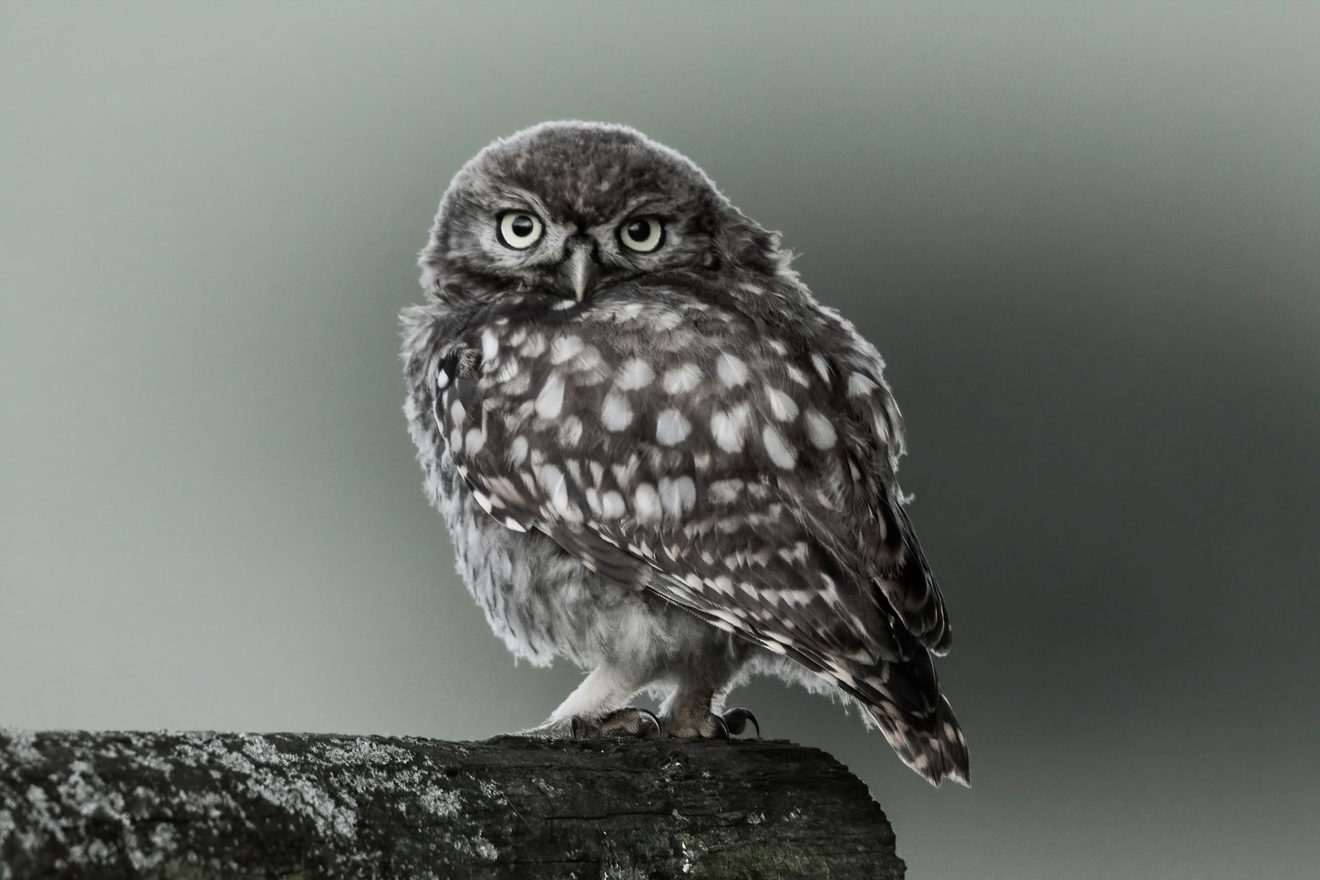 Little Owl ⒸArthur Cicada 2022