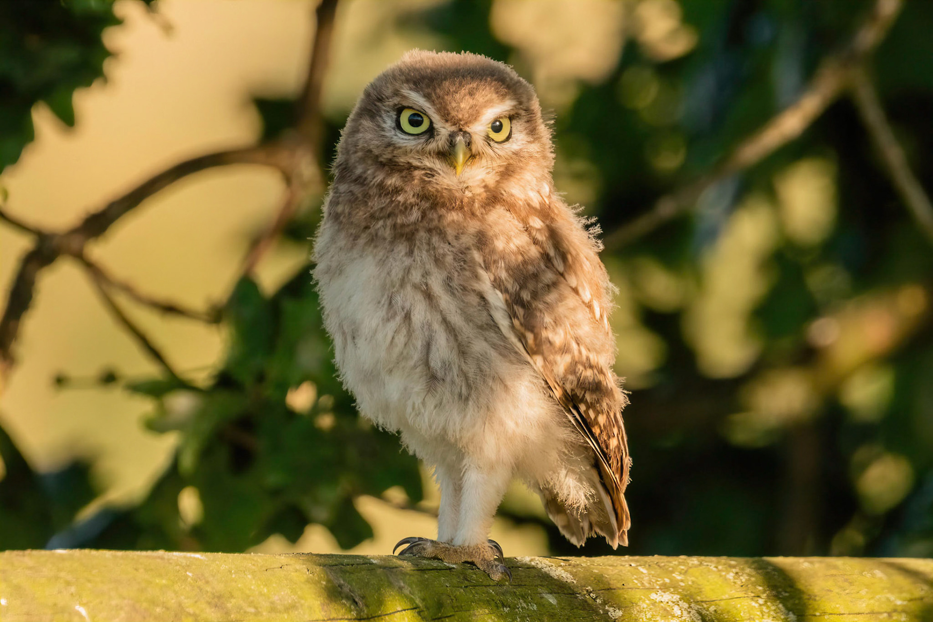 Little Owl ⒸArthur Cicada 2022