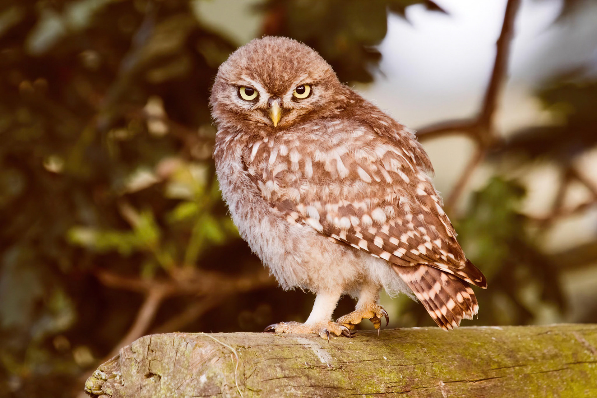 Little Owl ⒸArthur Cicada 2022