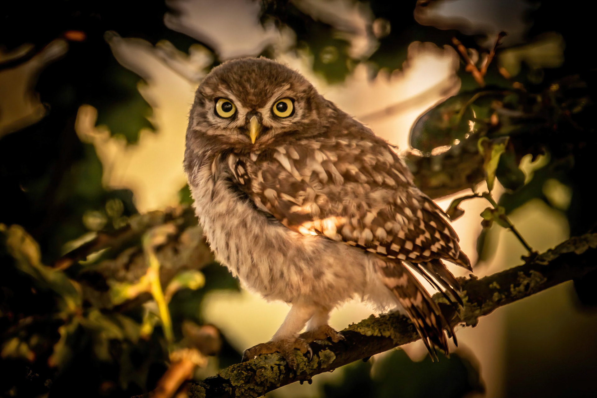 Little Owl ⒸArthur Cicada 2022