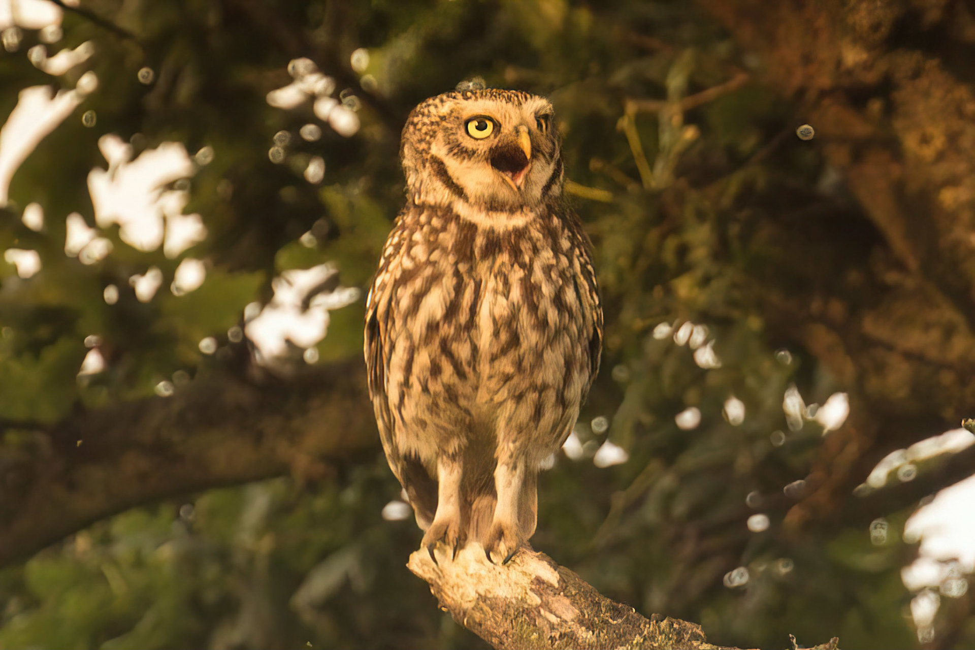 Little Owl ⒸArthur Cicada 2022