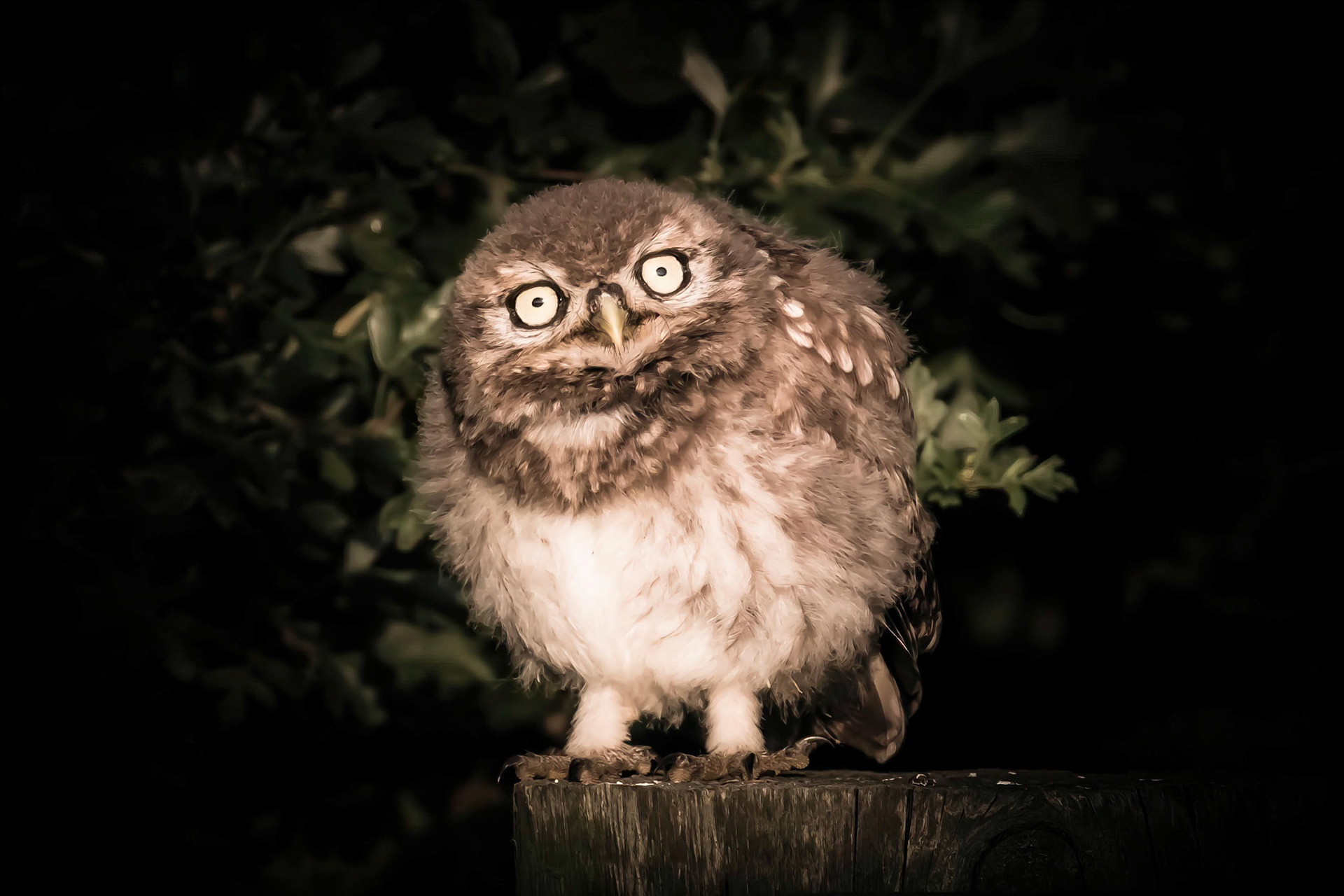 Little Owl ⒸArthur Cicada 2022