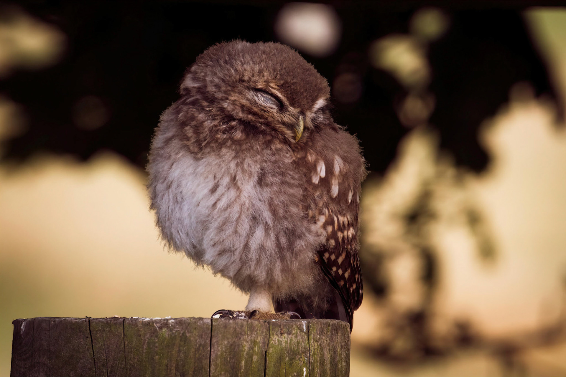 Little Owl ⒸArthur Cicada 2022