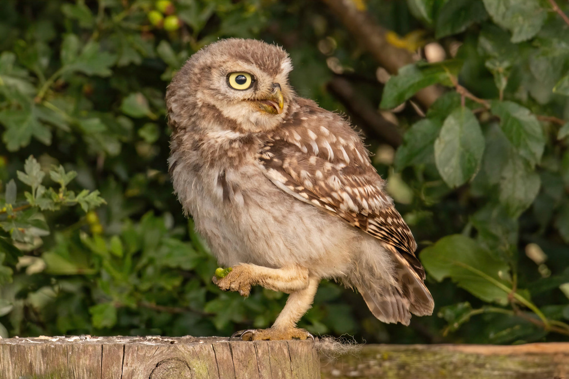 Little Owl ⒸArthur Cicada 2022