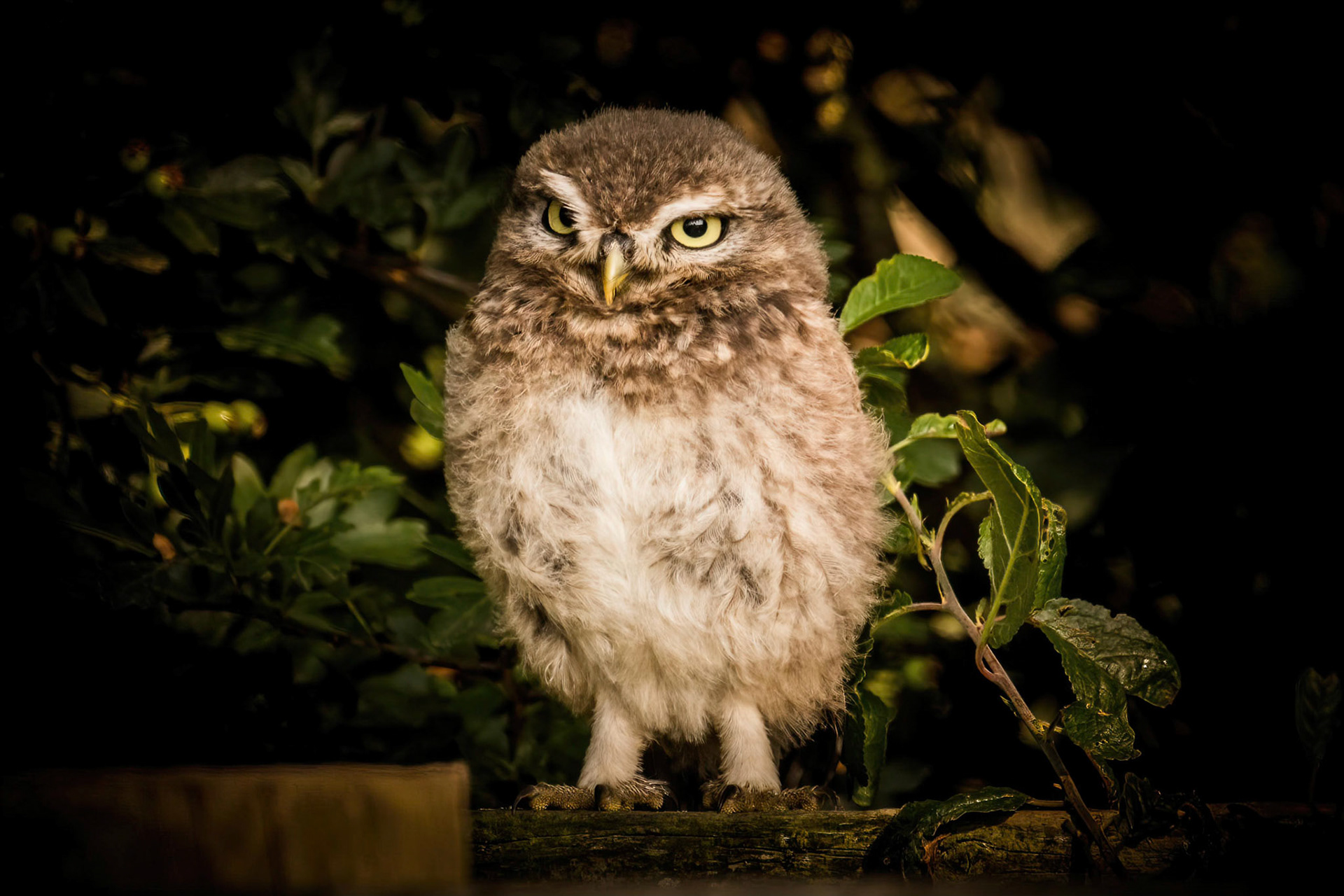 Little Owl ⒸArthur Cicada 2022