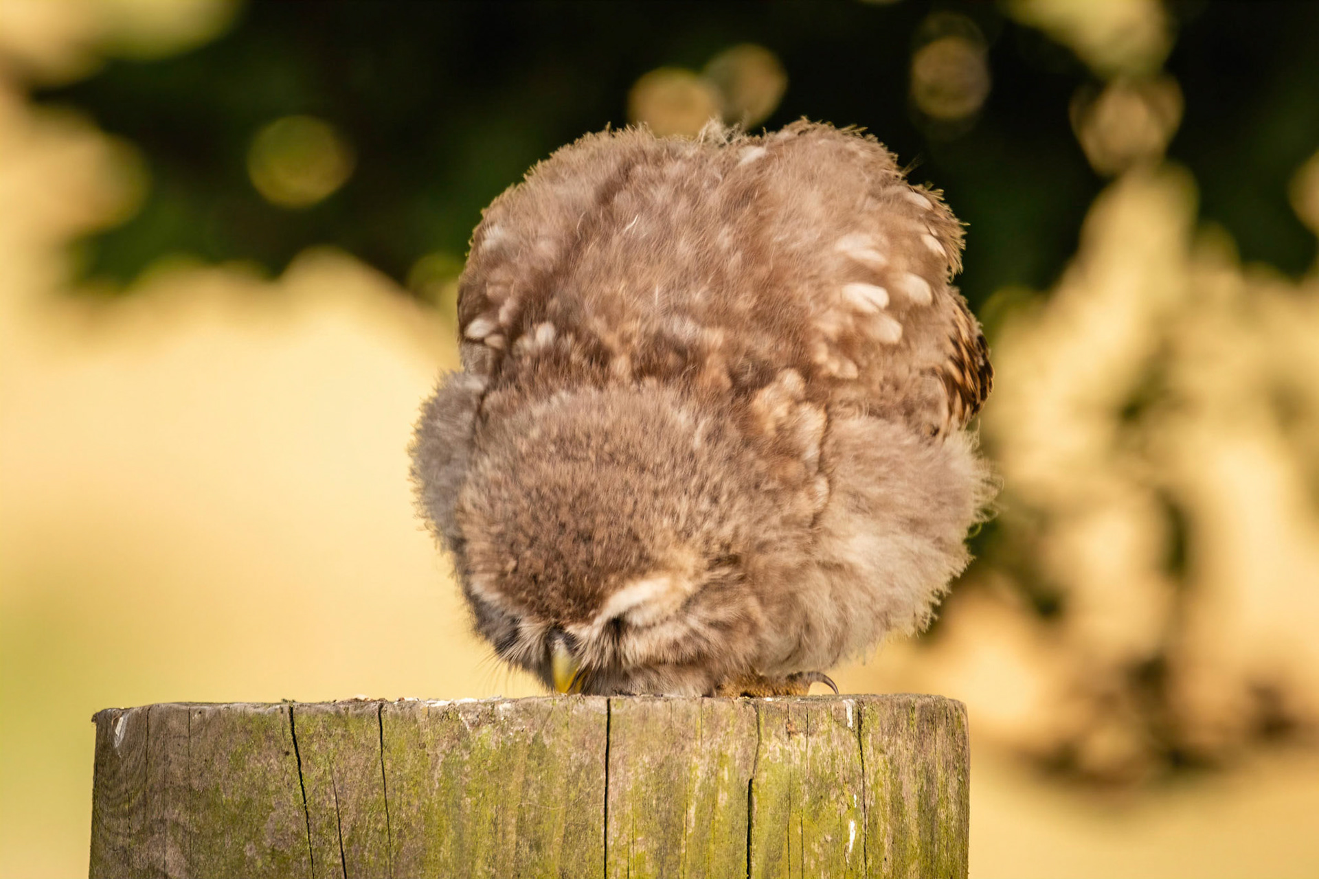 Little Owl ⒸArthur Cicada 2022