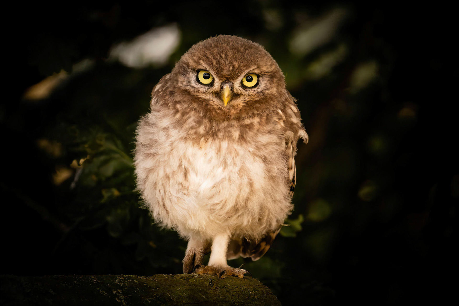 Little Owl ⒸArthur Cicada 2022