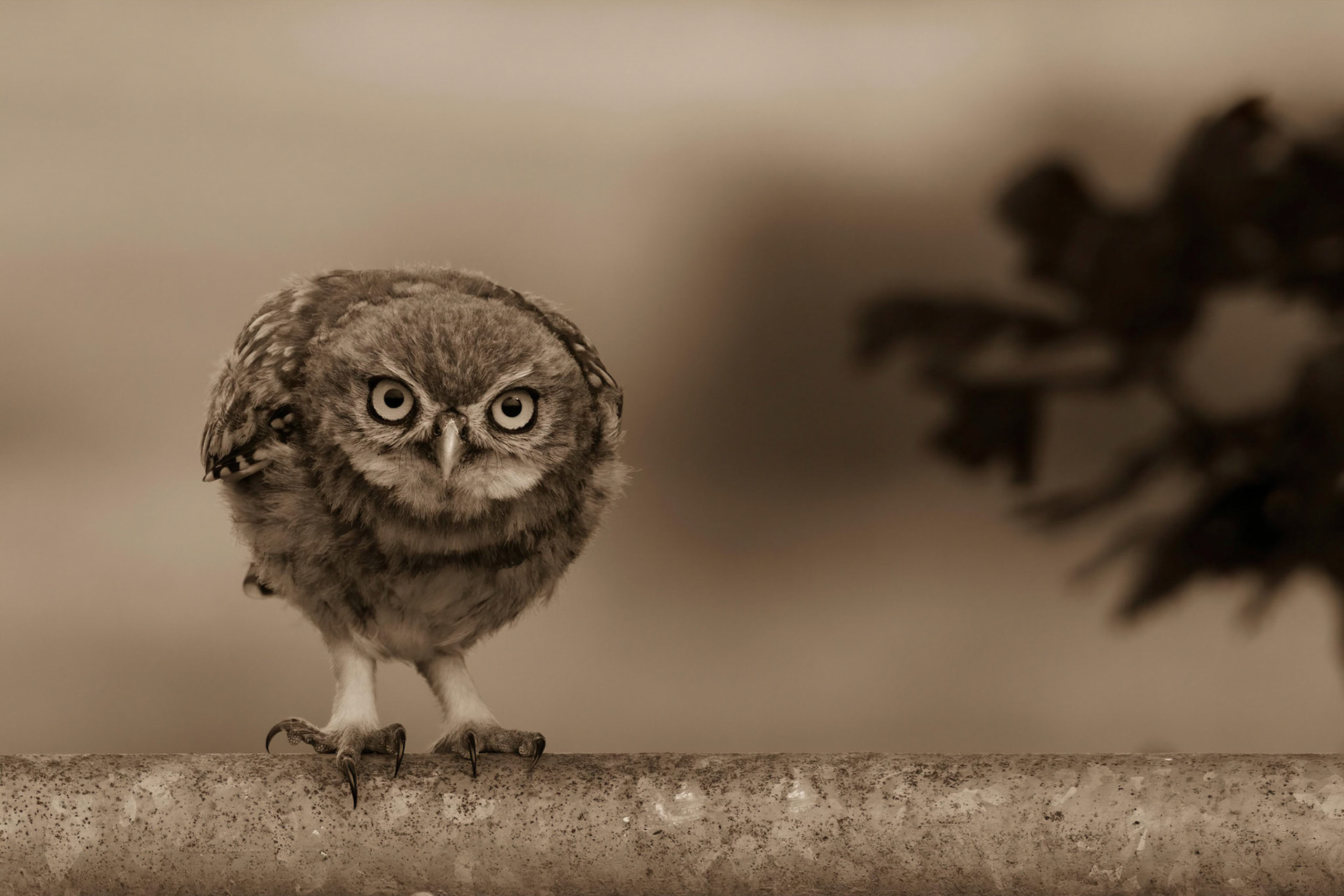 Little Owl ⒸArthur Cicada 2022