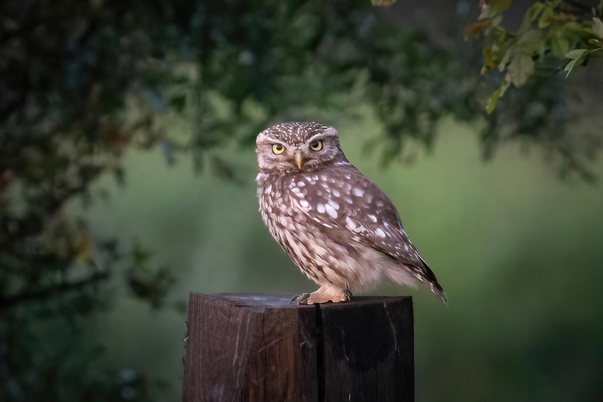 Little Owl ⒸArthur Cicada 2022