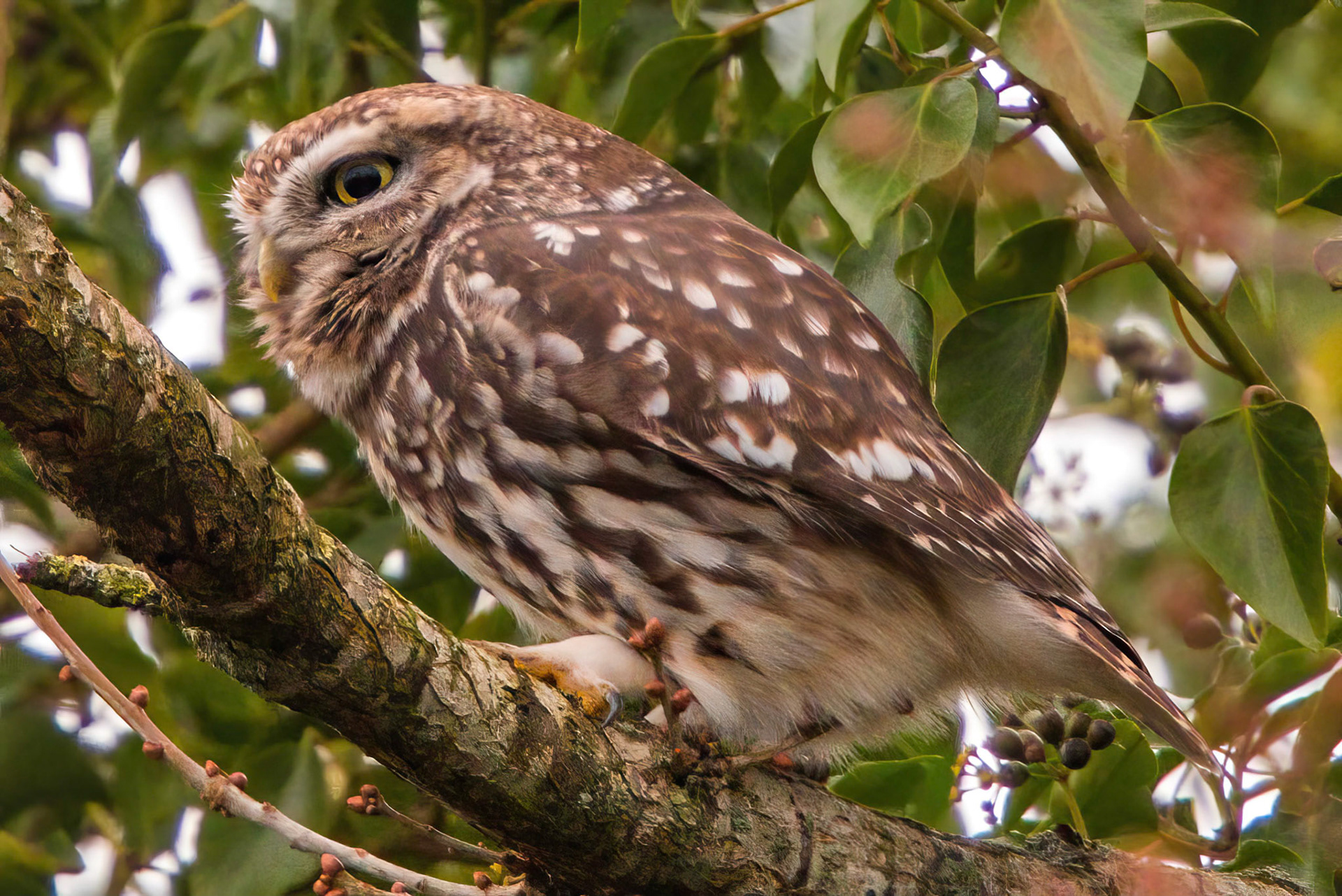 Little Owl ⒸArthur Cicada 2022