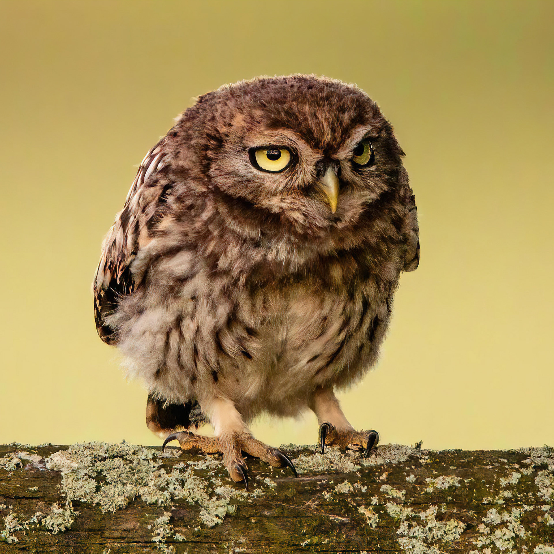 Little Owl ⒸArthur Cicada 2022