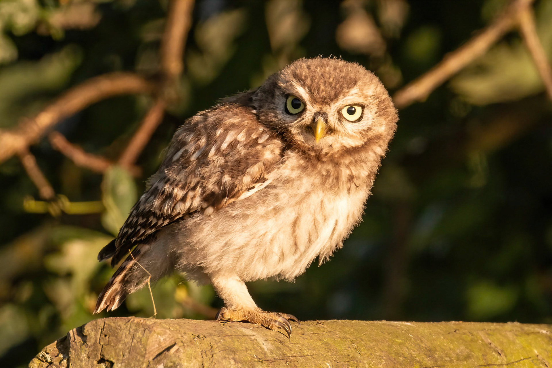 Little Owl ⒸArthur Cicada 2022