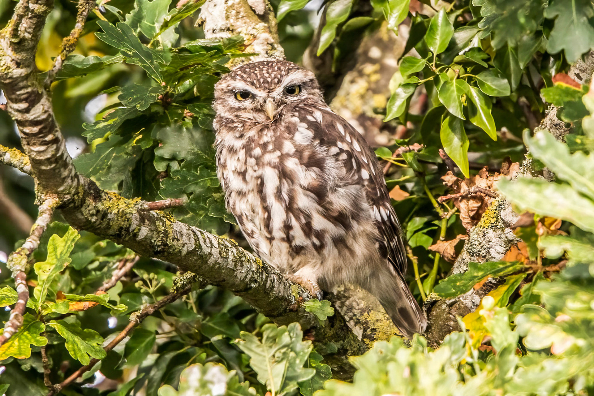 Little Owl ⒸArthur Cicada 2022