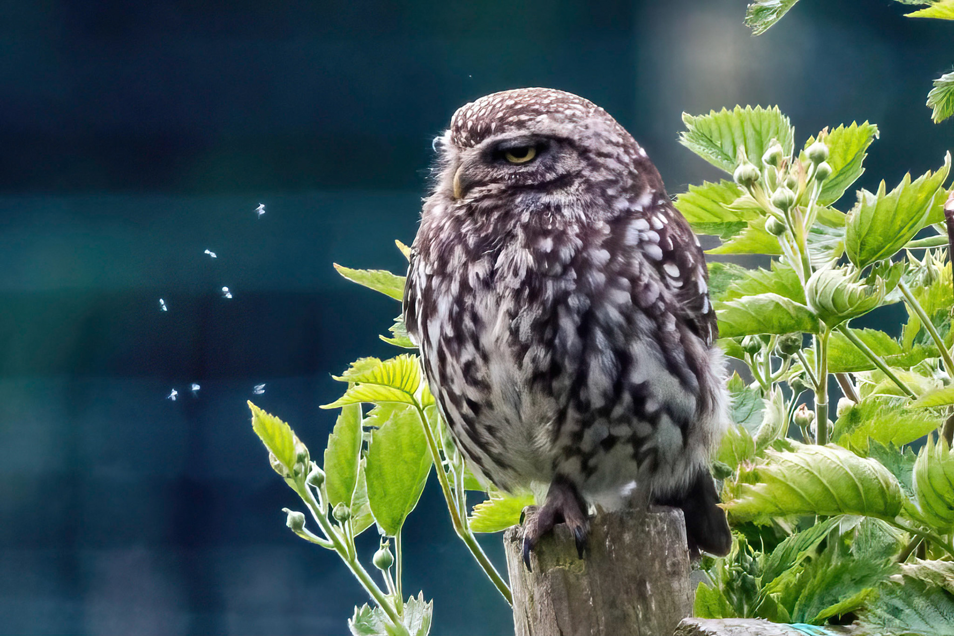 Little Owl ⒸArthur Cicada 2022
