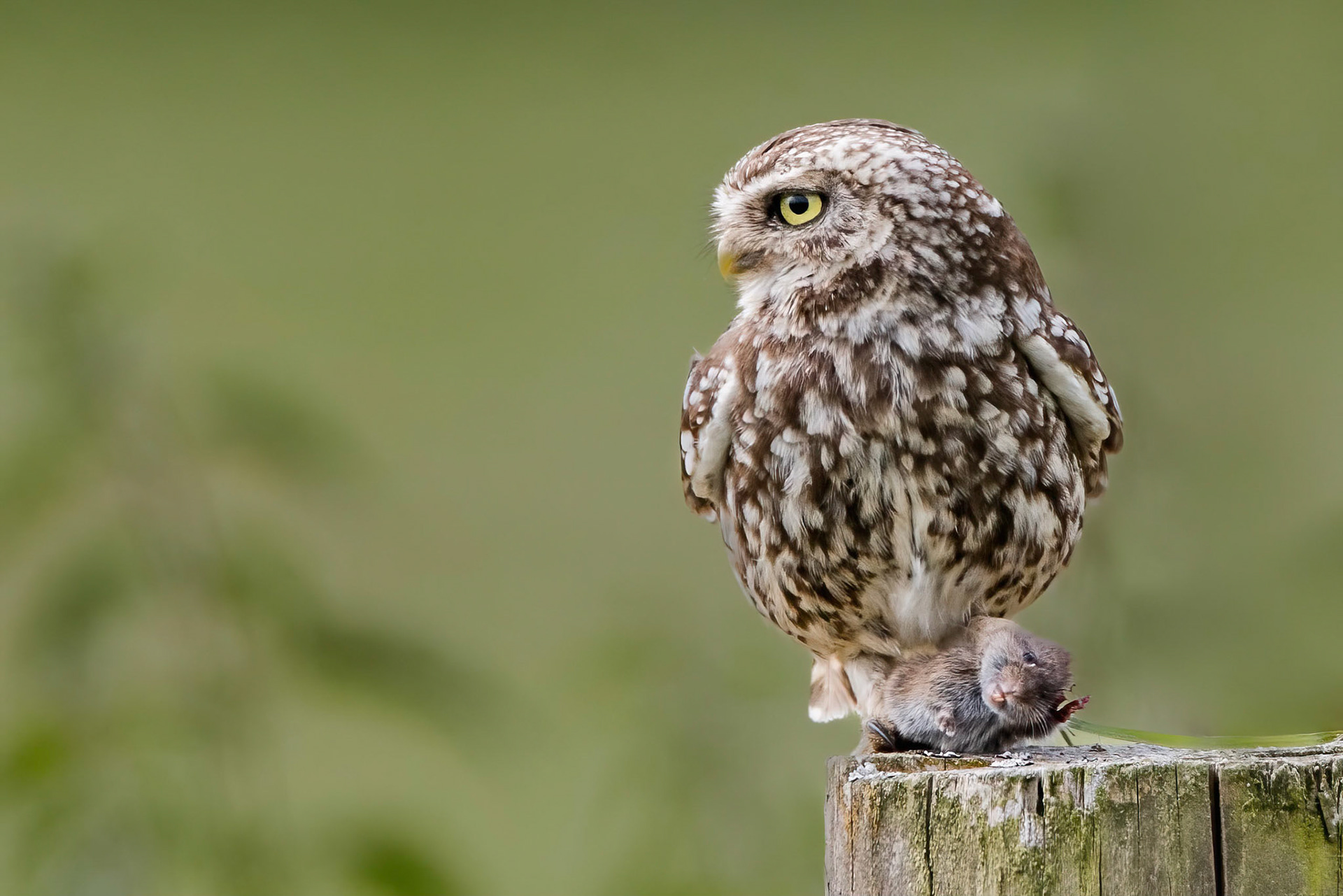 Little Owl ⒸArthur Cicada 2022