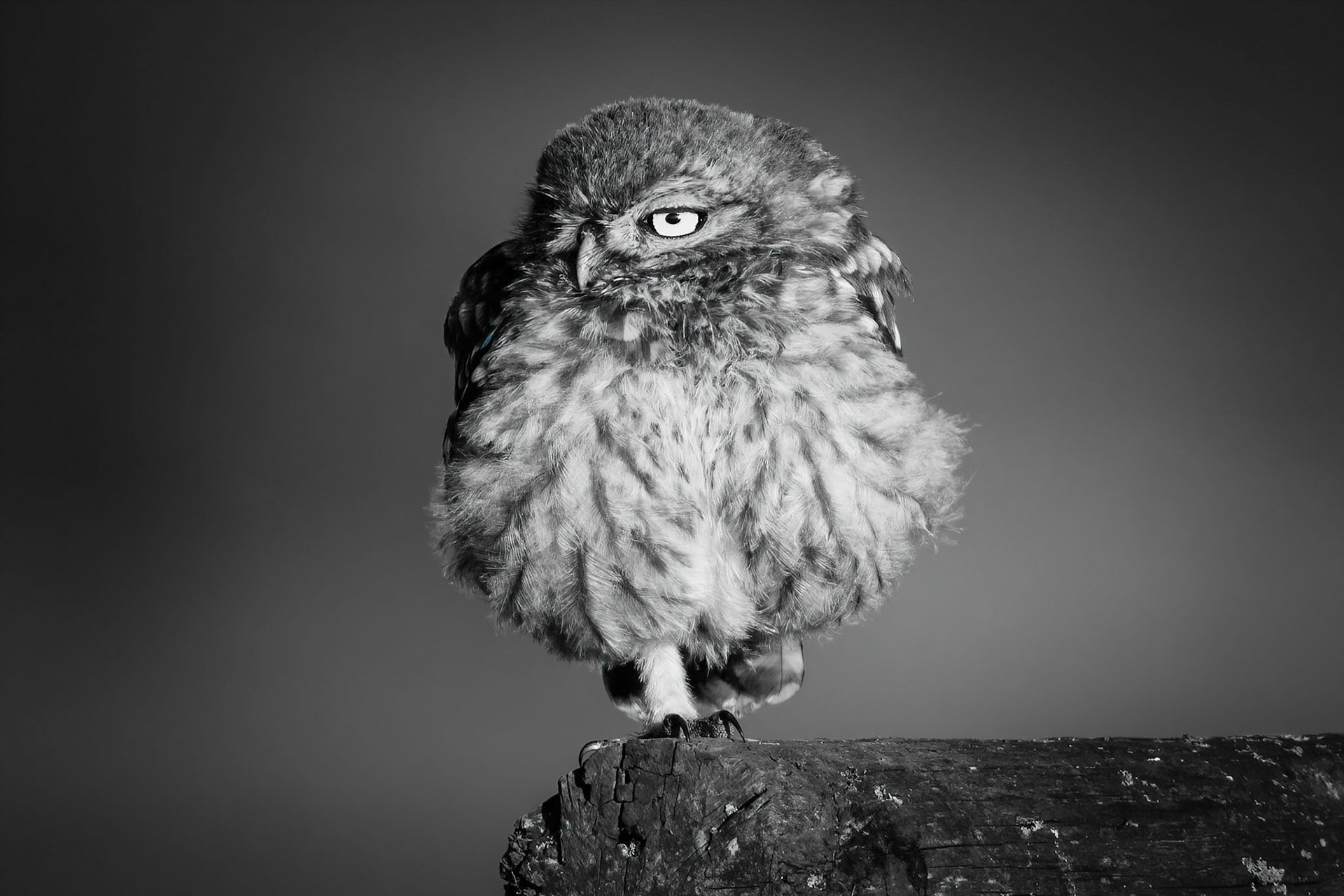 Little Owl ⒸArthur Cicada 2022