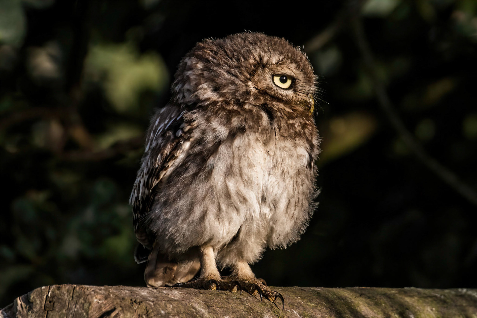 Little Owl ⒸArthur Cicada 2022