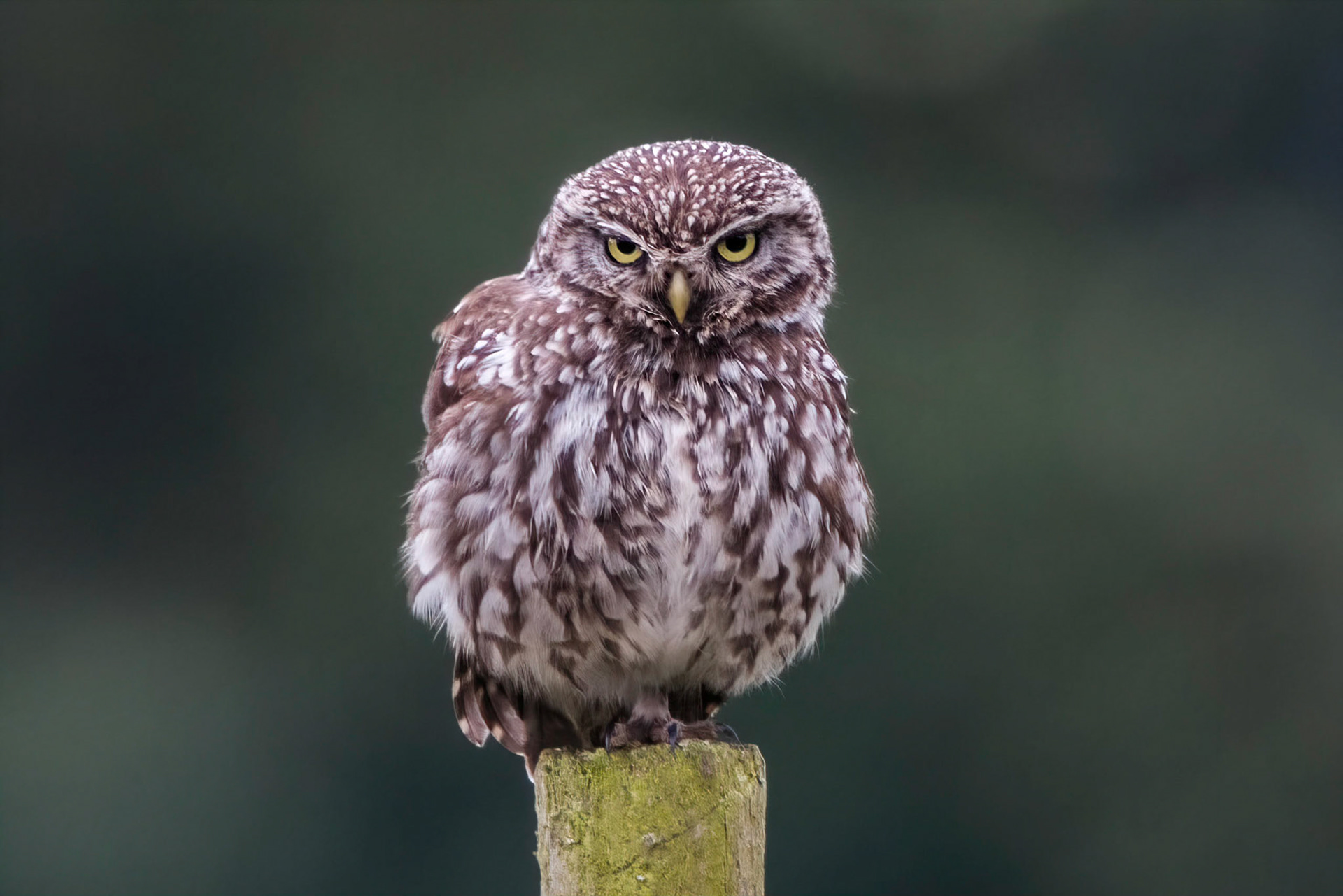Little Owl ⒸArthur Cicada 2022