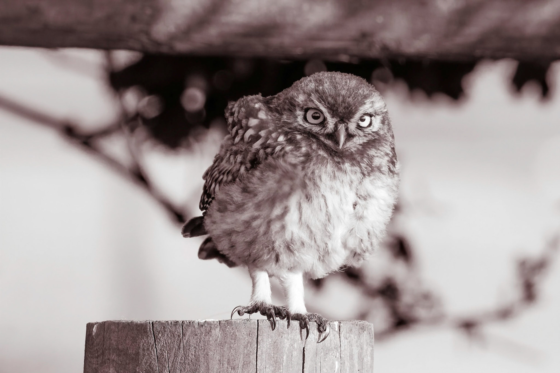 Little Owl ⒸArthur Cicada 2022