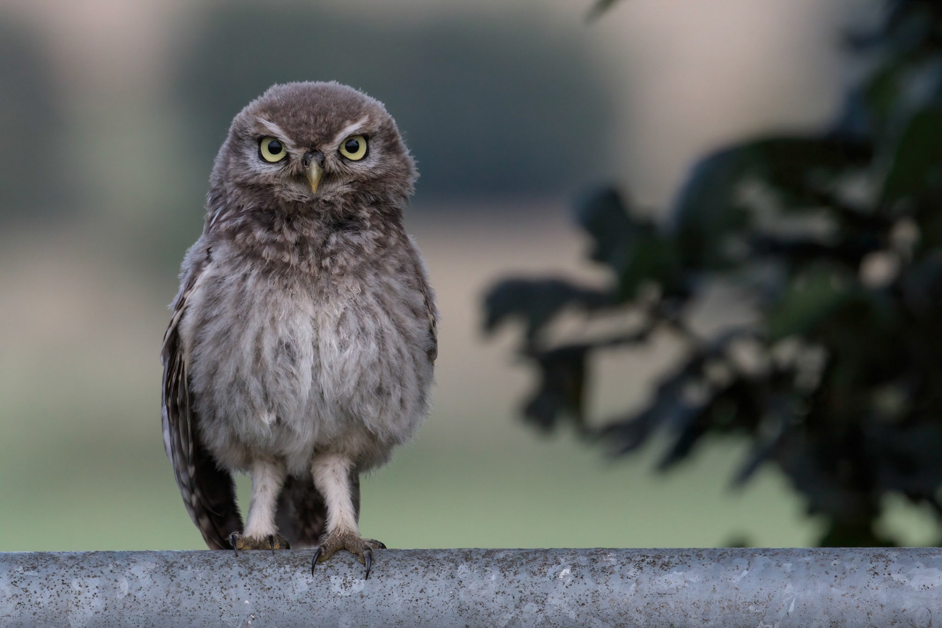 Little Owl ⒸArthur Cicada 2022