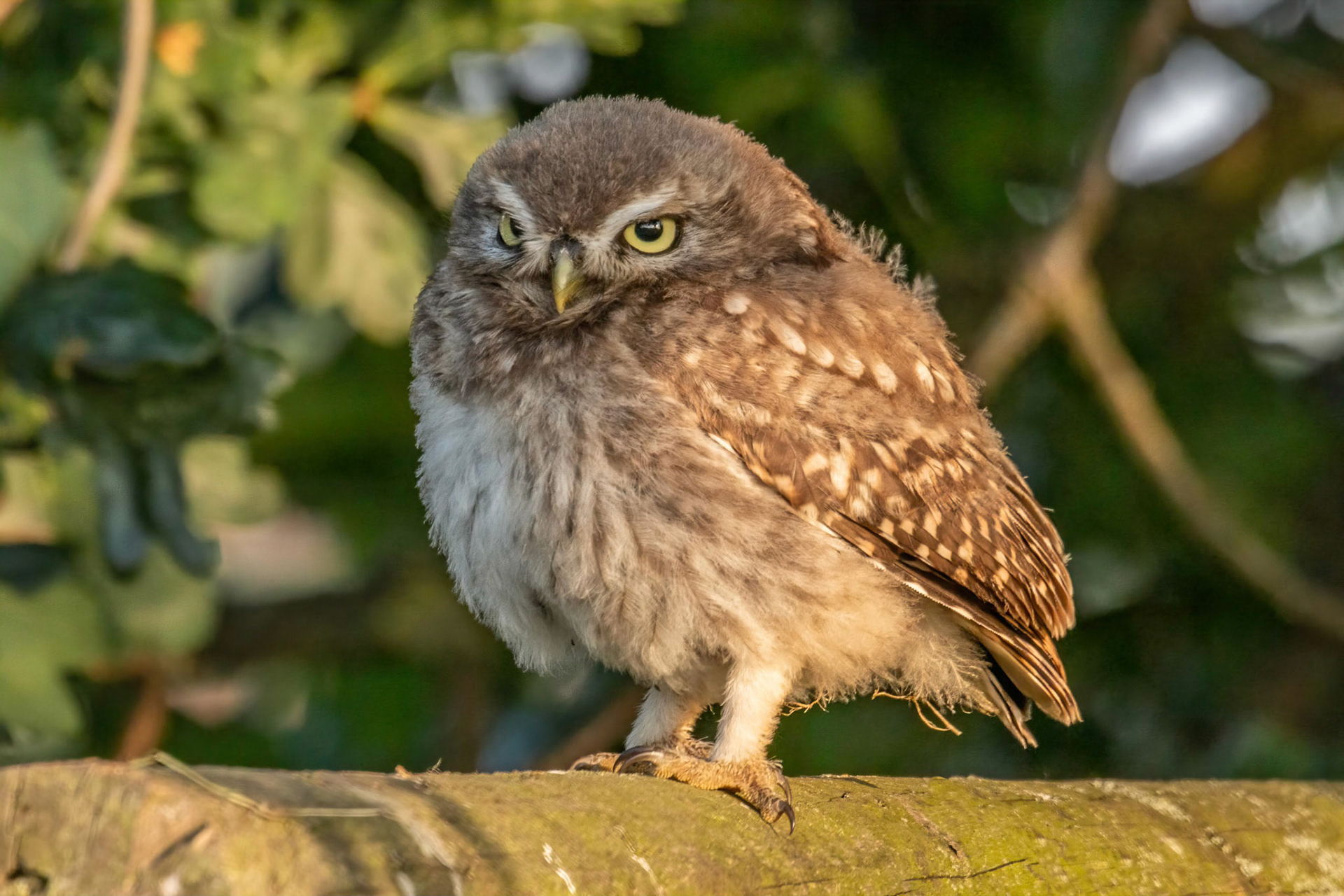 Little Owl ⒸArthur Cicada 2022