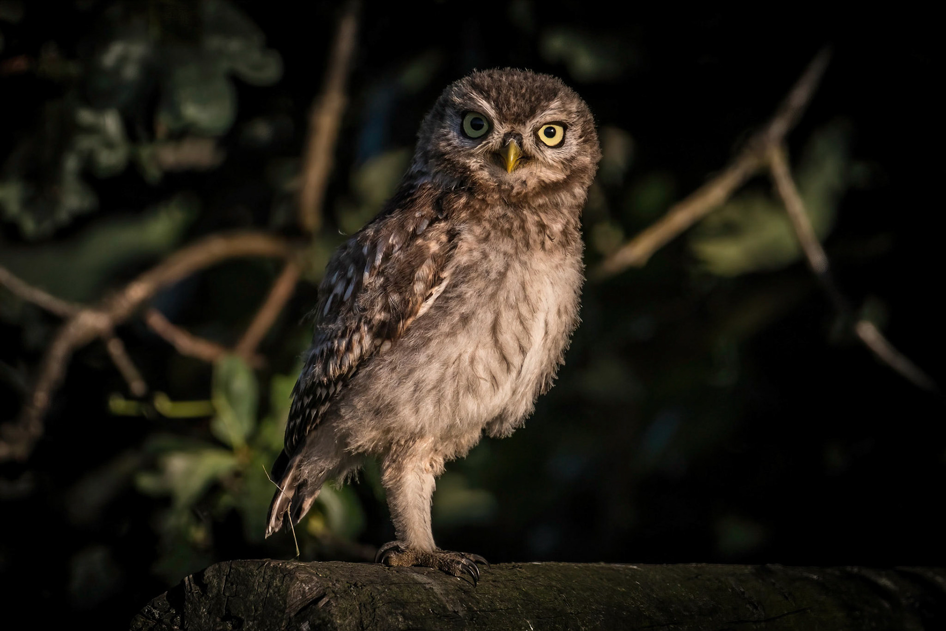 Little Owl ⒸDFBridgeman 2021