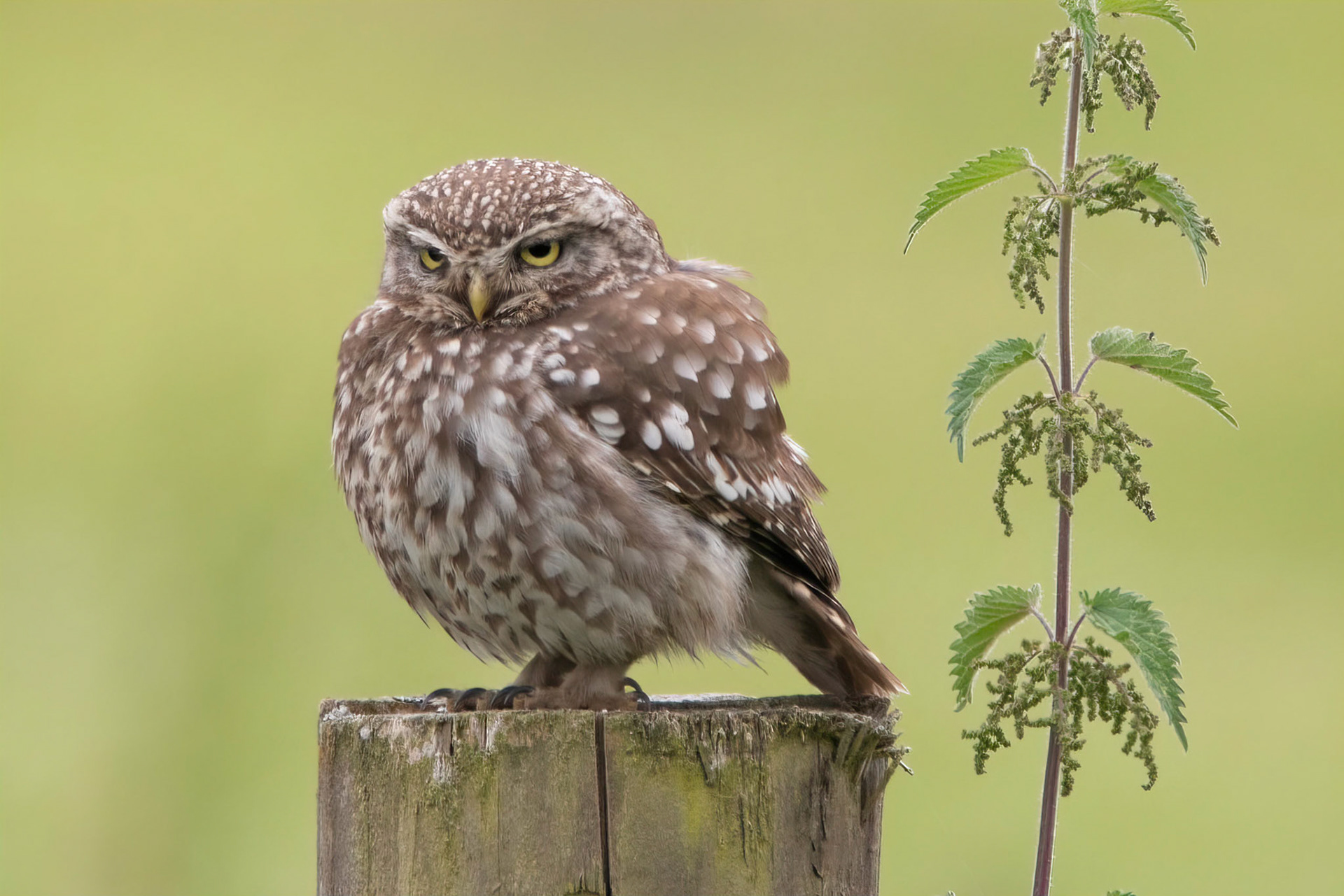 Little Owl ⒸArthur Cicada 2022