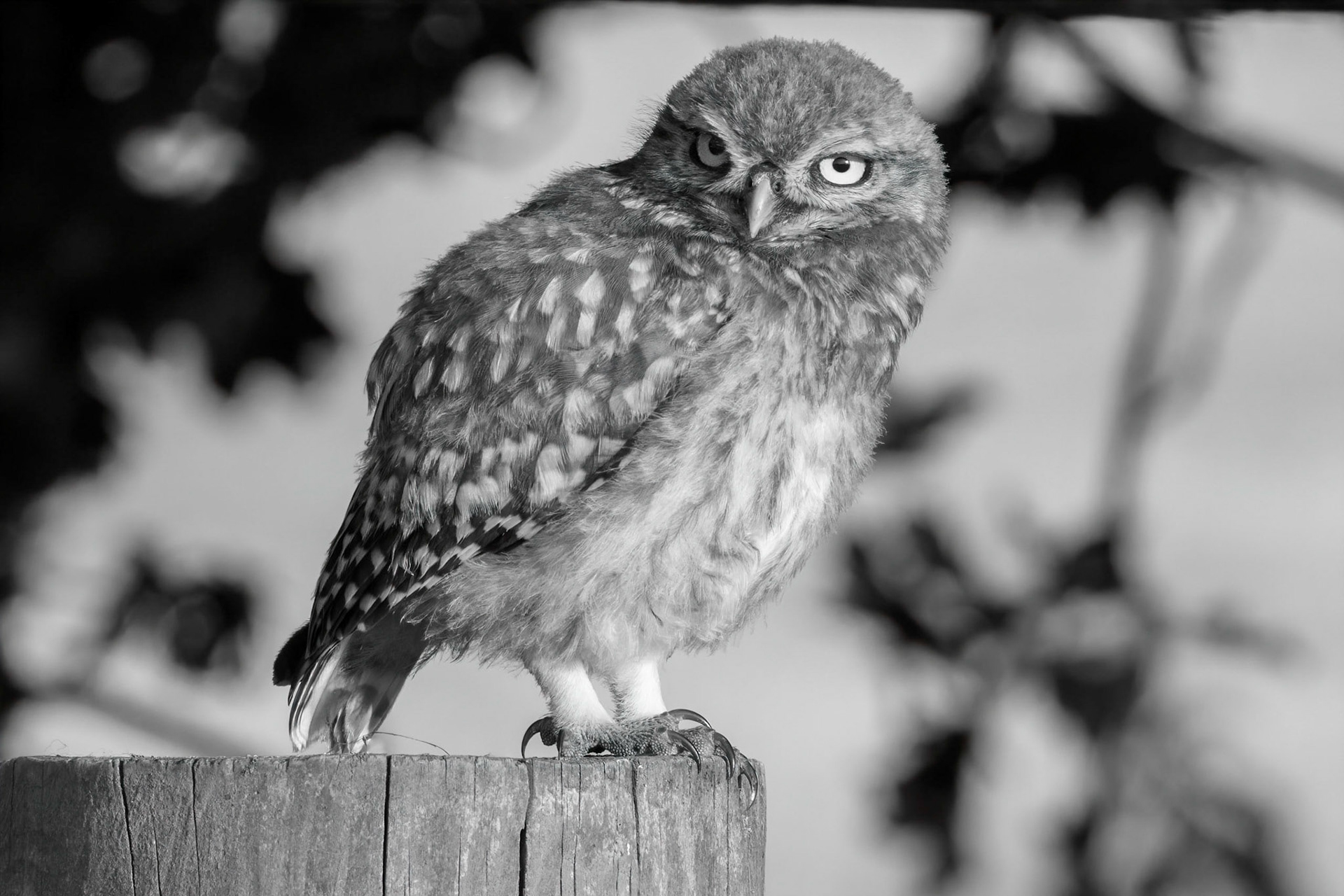 Little Owl ⒸArthur Cicada 2022