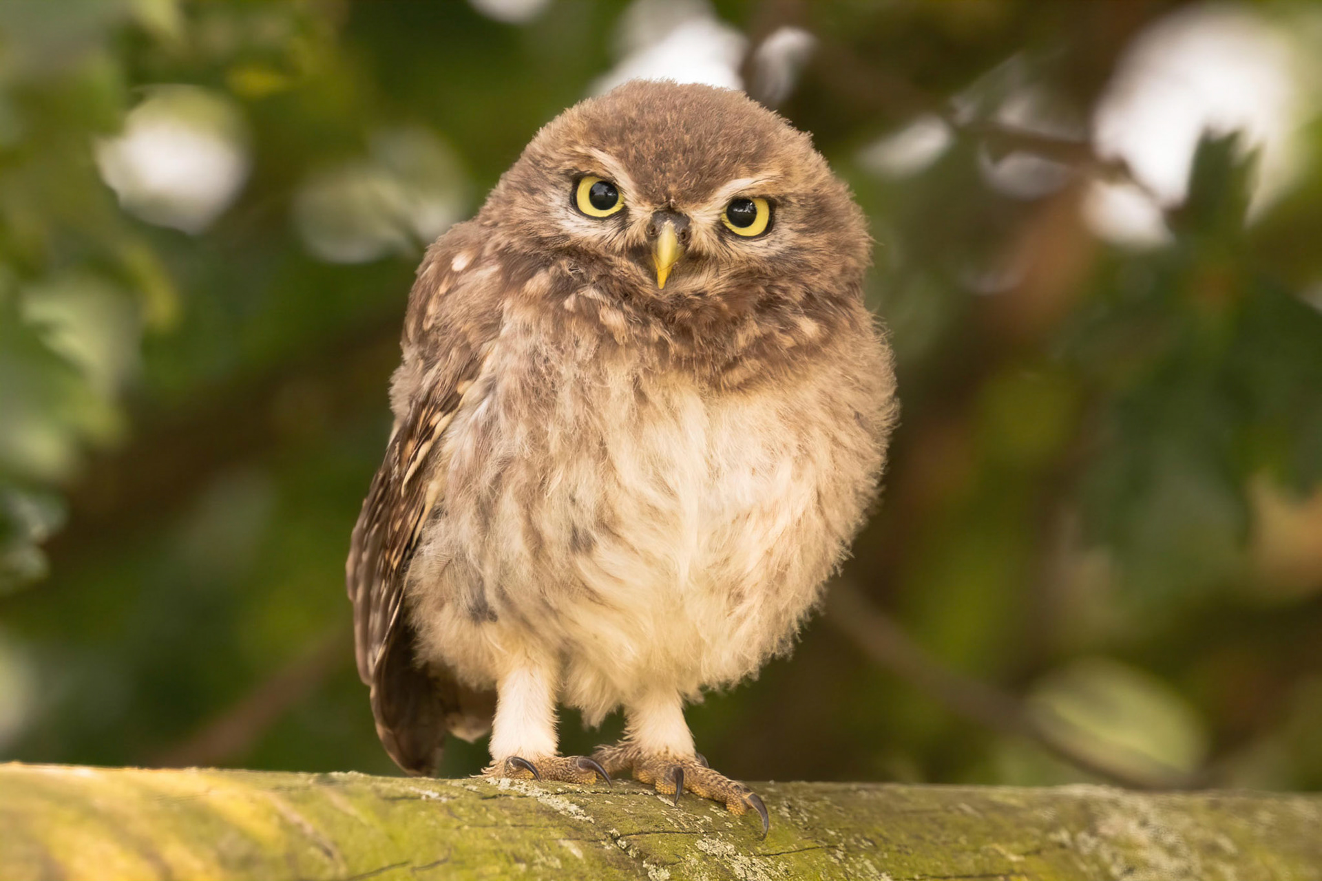 Little Owl ⒸArthur Cicada 2022