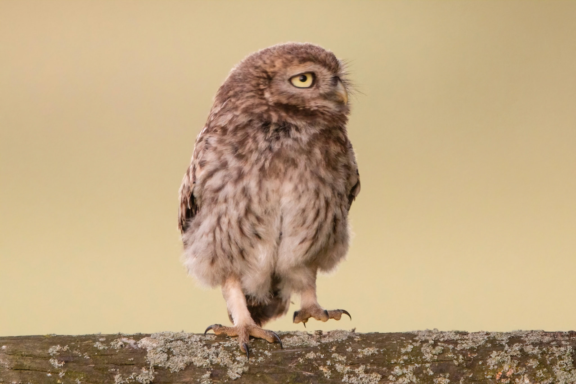Little Owl ⒸArthur Cicada 2022