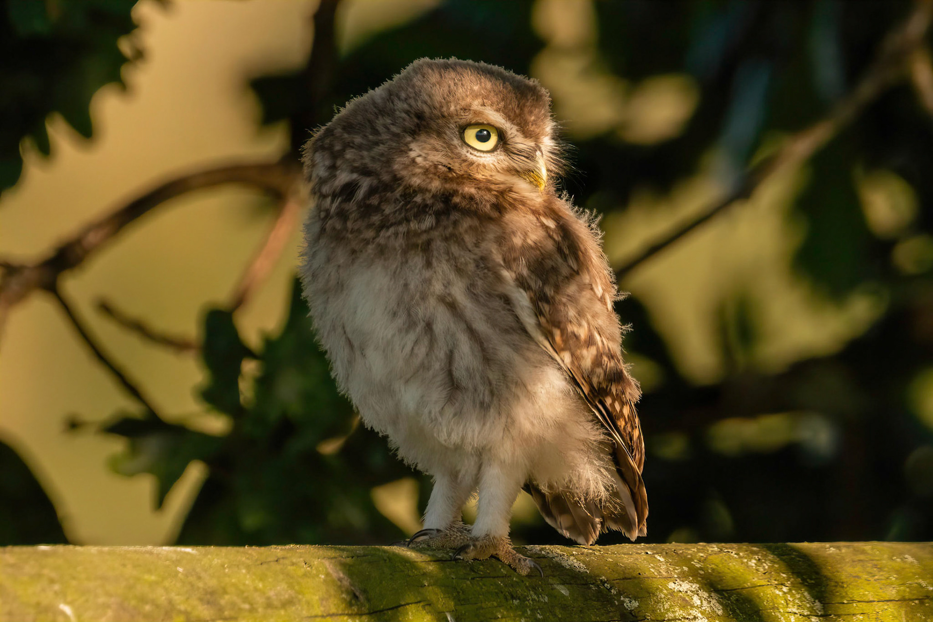Little Owl ⒸArthur Cicada 2022