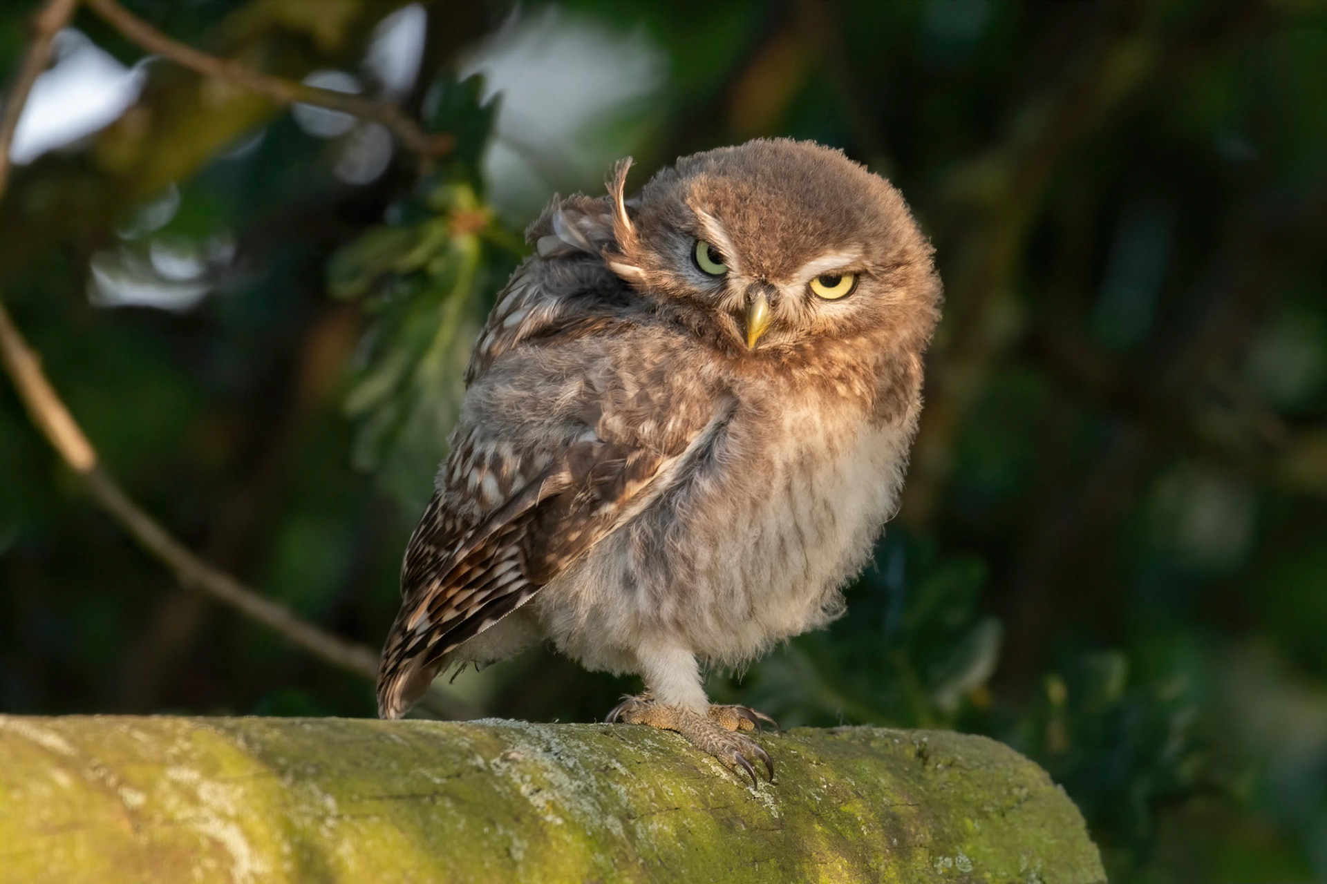 Little Owl ⒸArthur Cicada 2022