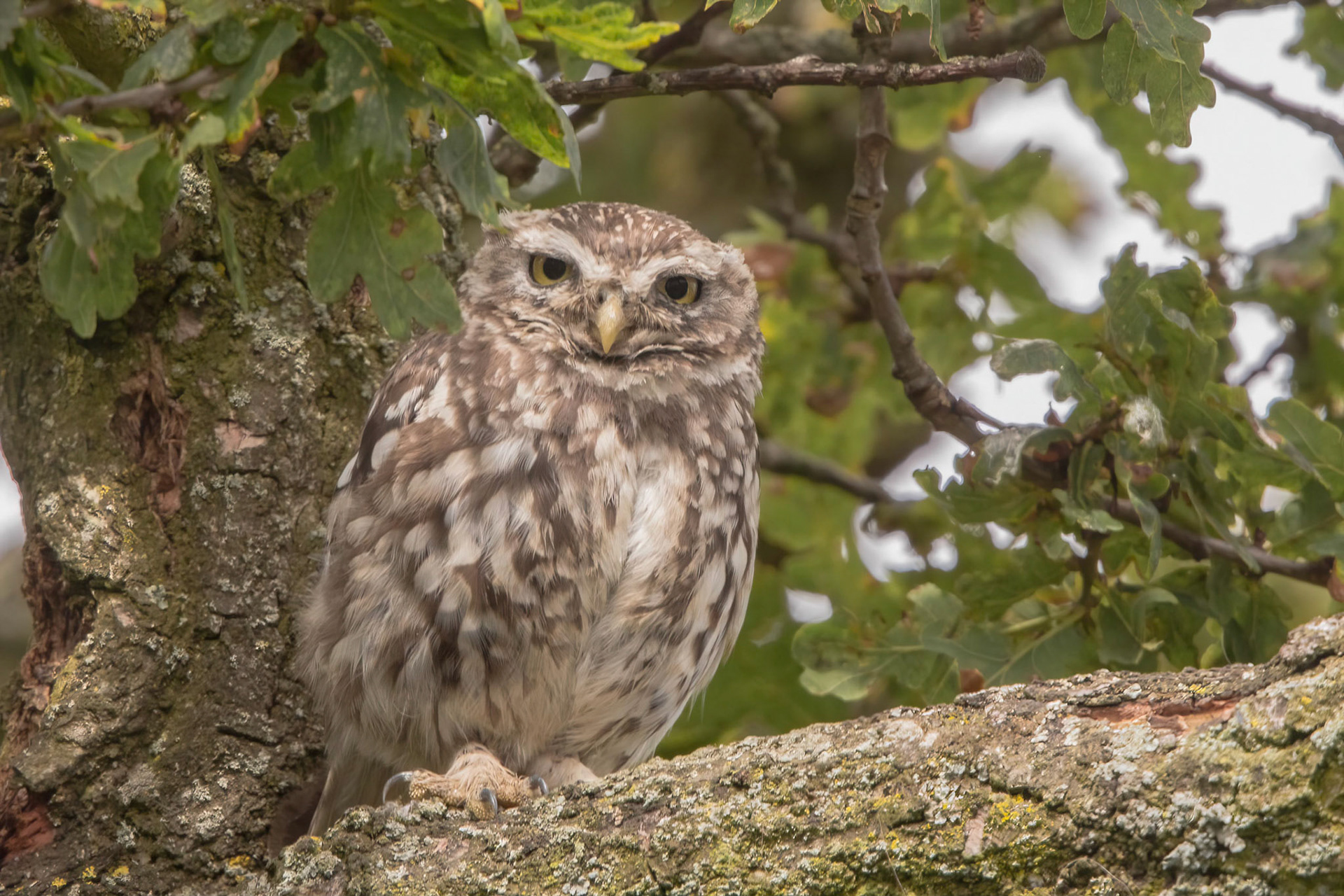 Little Owl ⒸArthur Cicada 2022