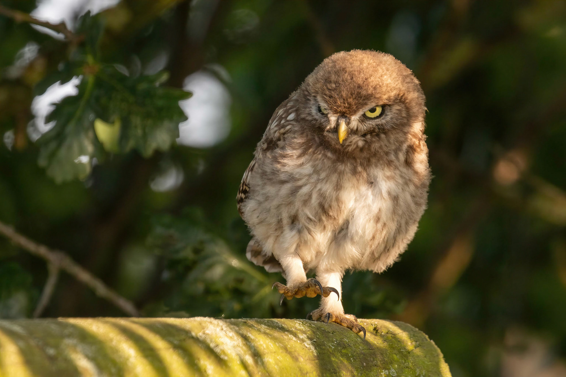 Little Owl ⒸArthur Cicada 2022