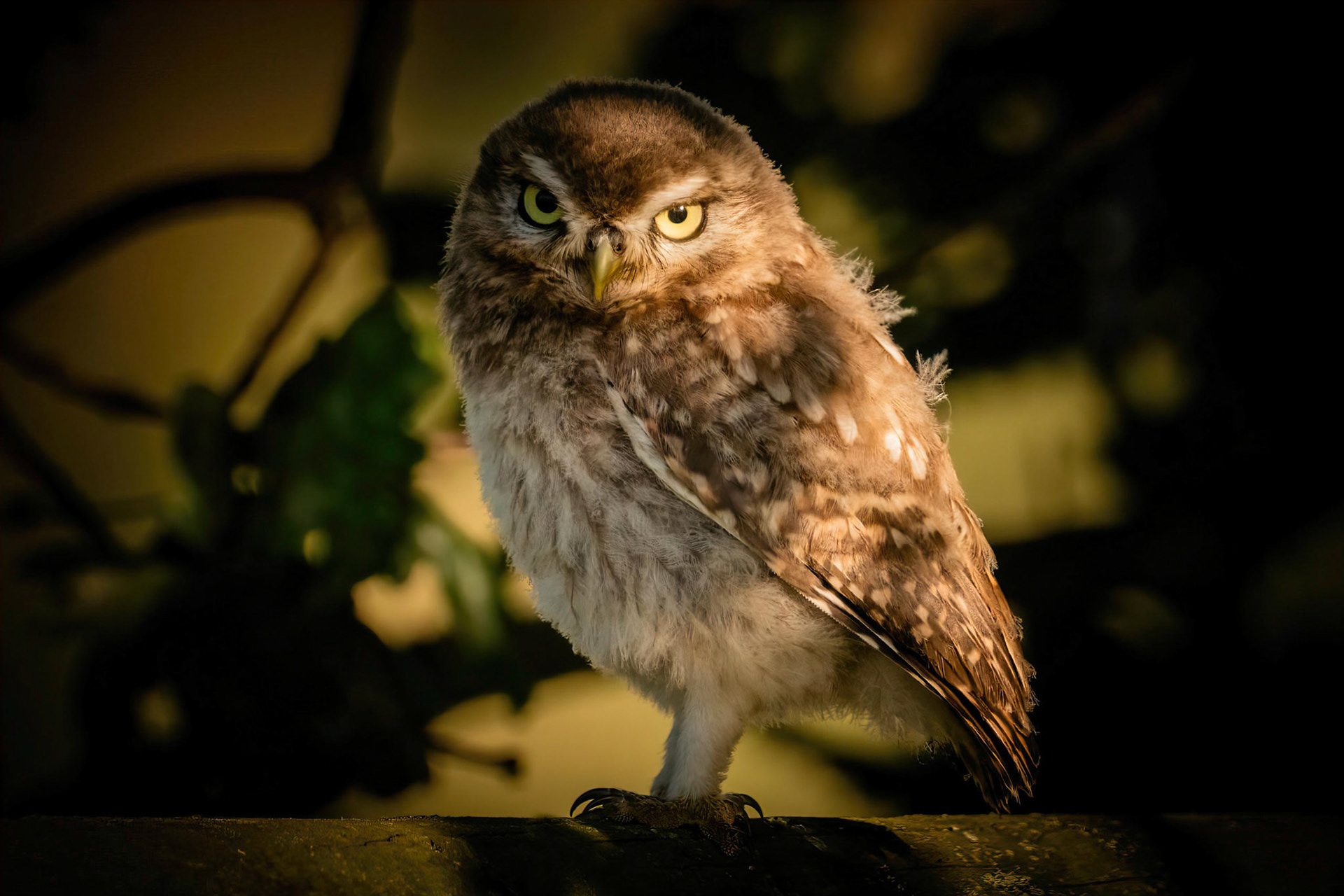 Little Owl ⒸArthur Cicada 2022
