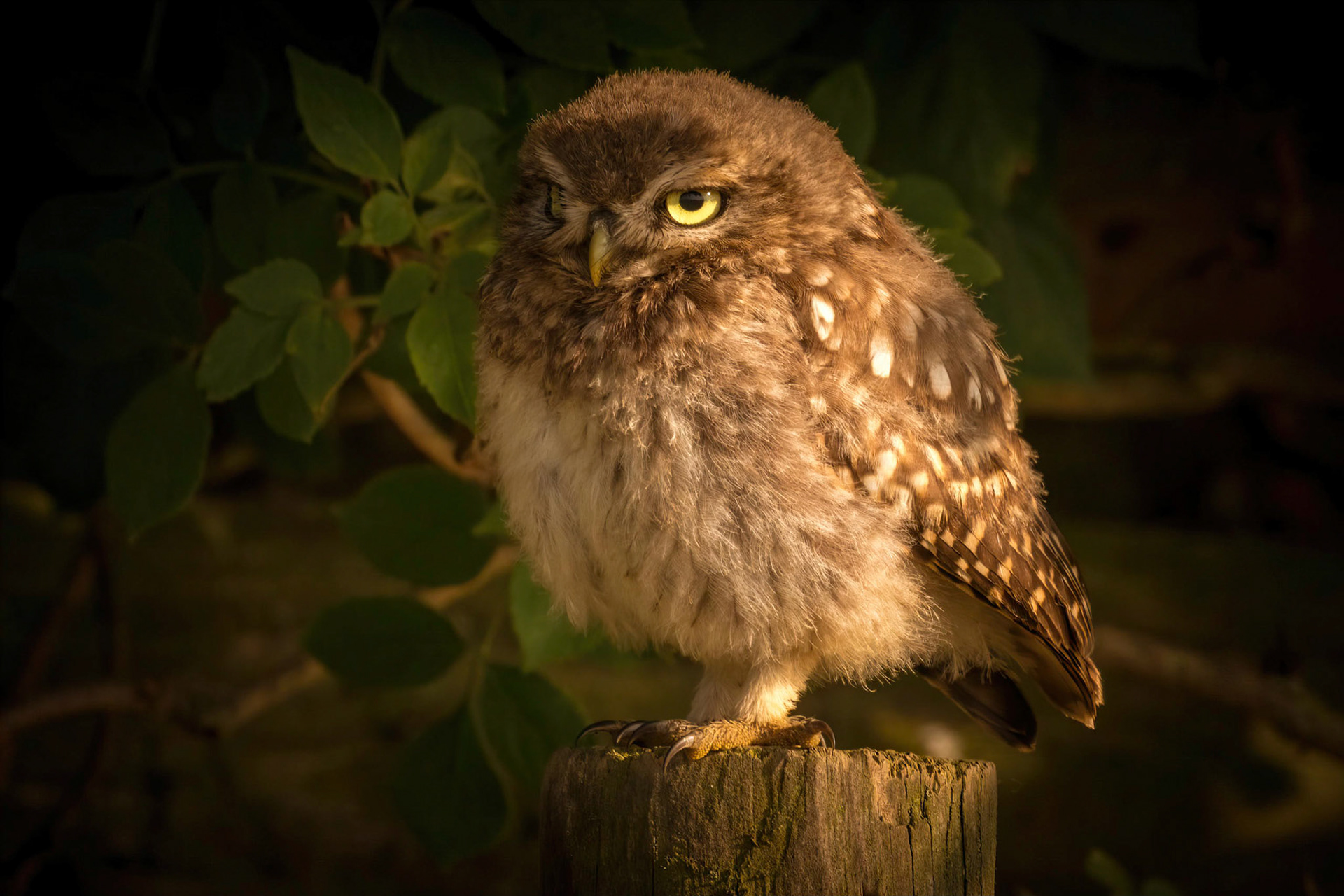 Little Owl ⒸArthur Cicada 2022