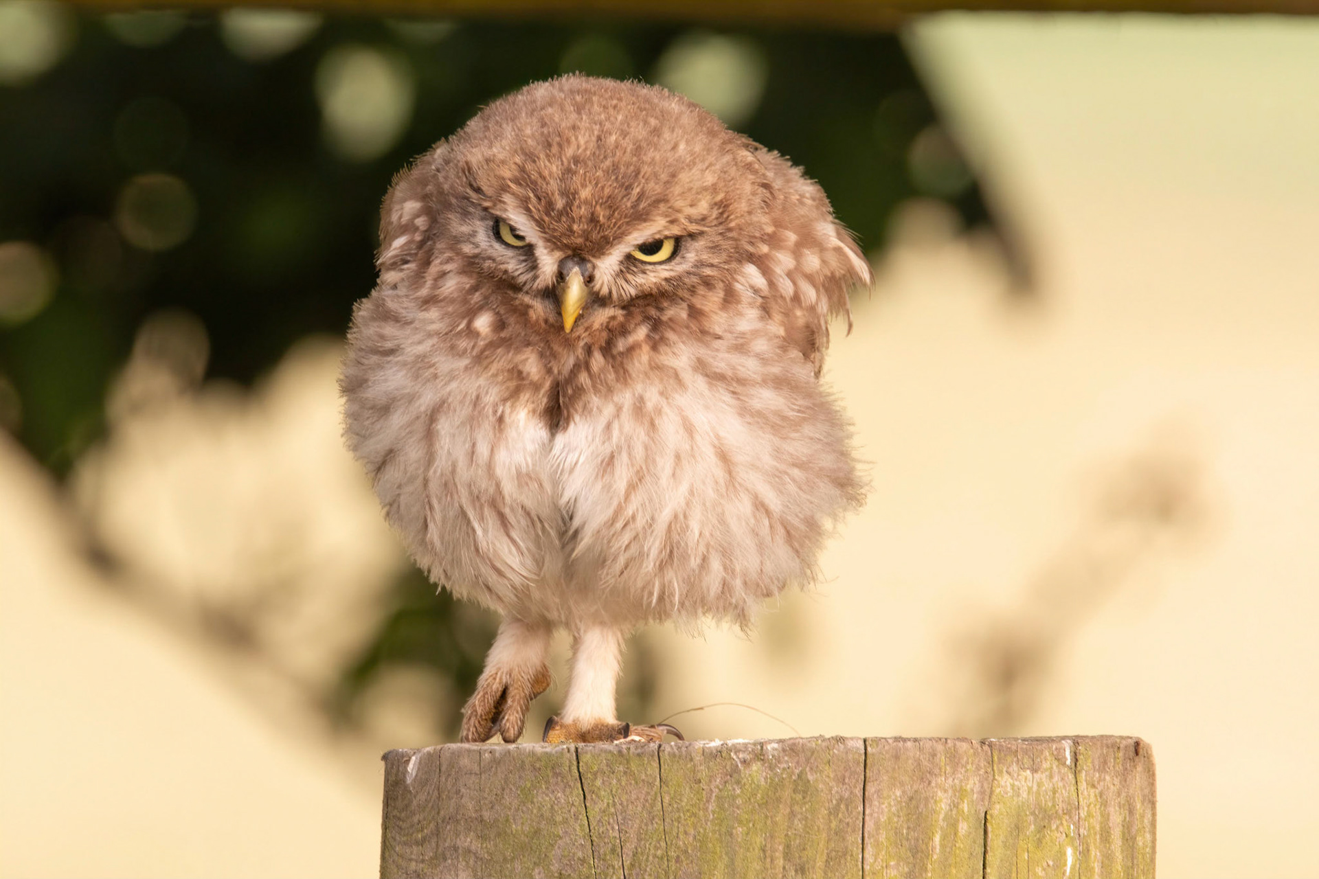 Little Owl ⒸArthur Cicada 2022