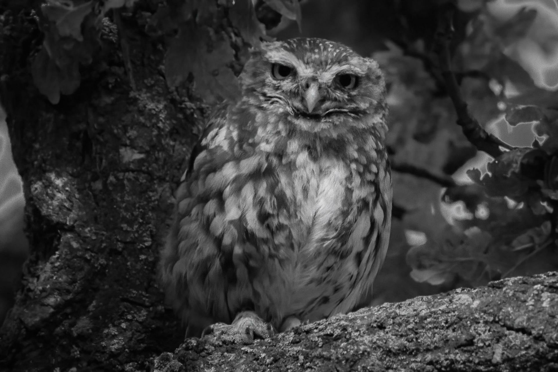 Little Owl ⒸArthur Cicada 2022
