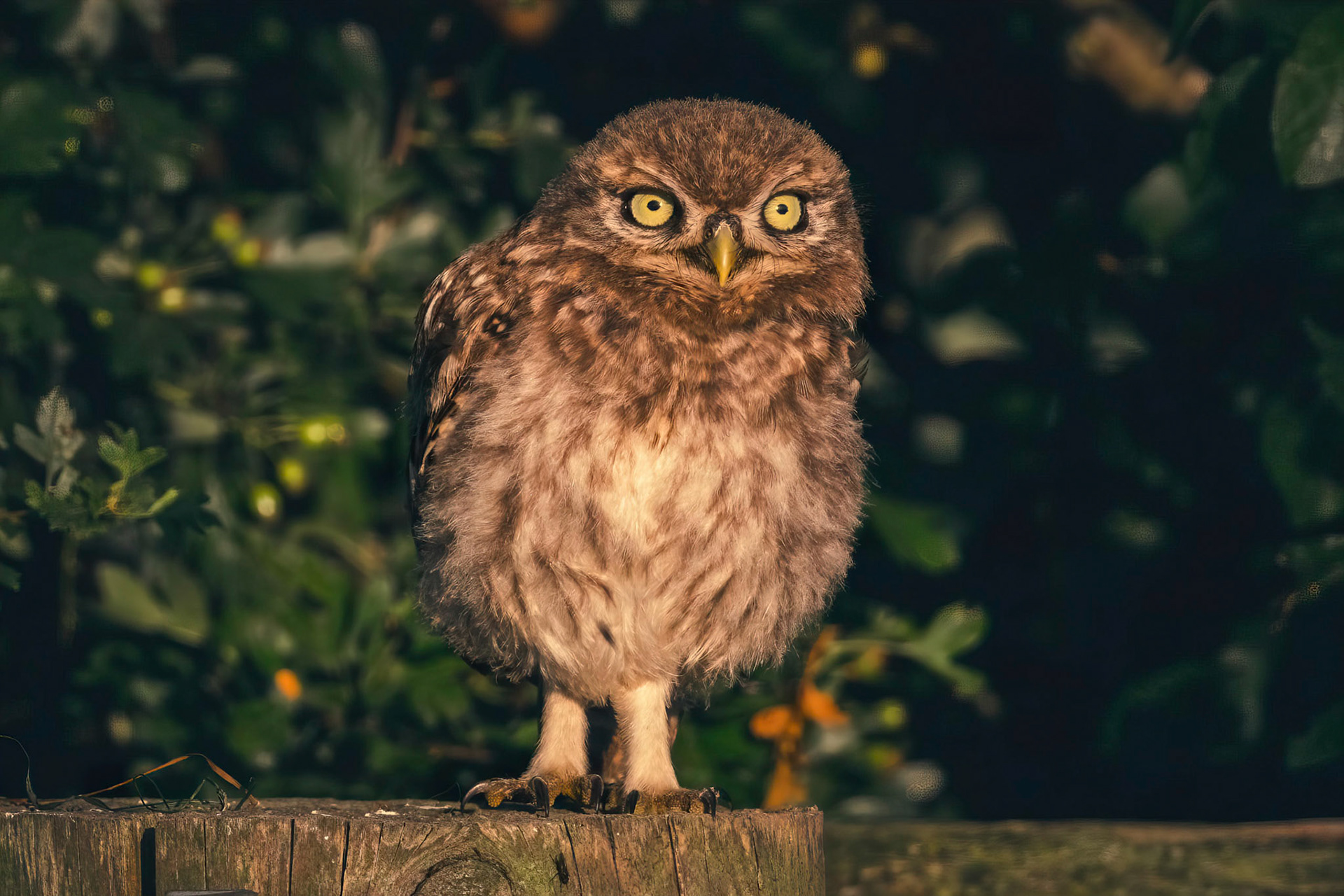 Little Owl ⒸDFBridgeman 2021