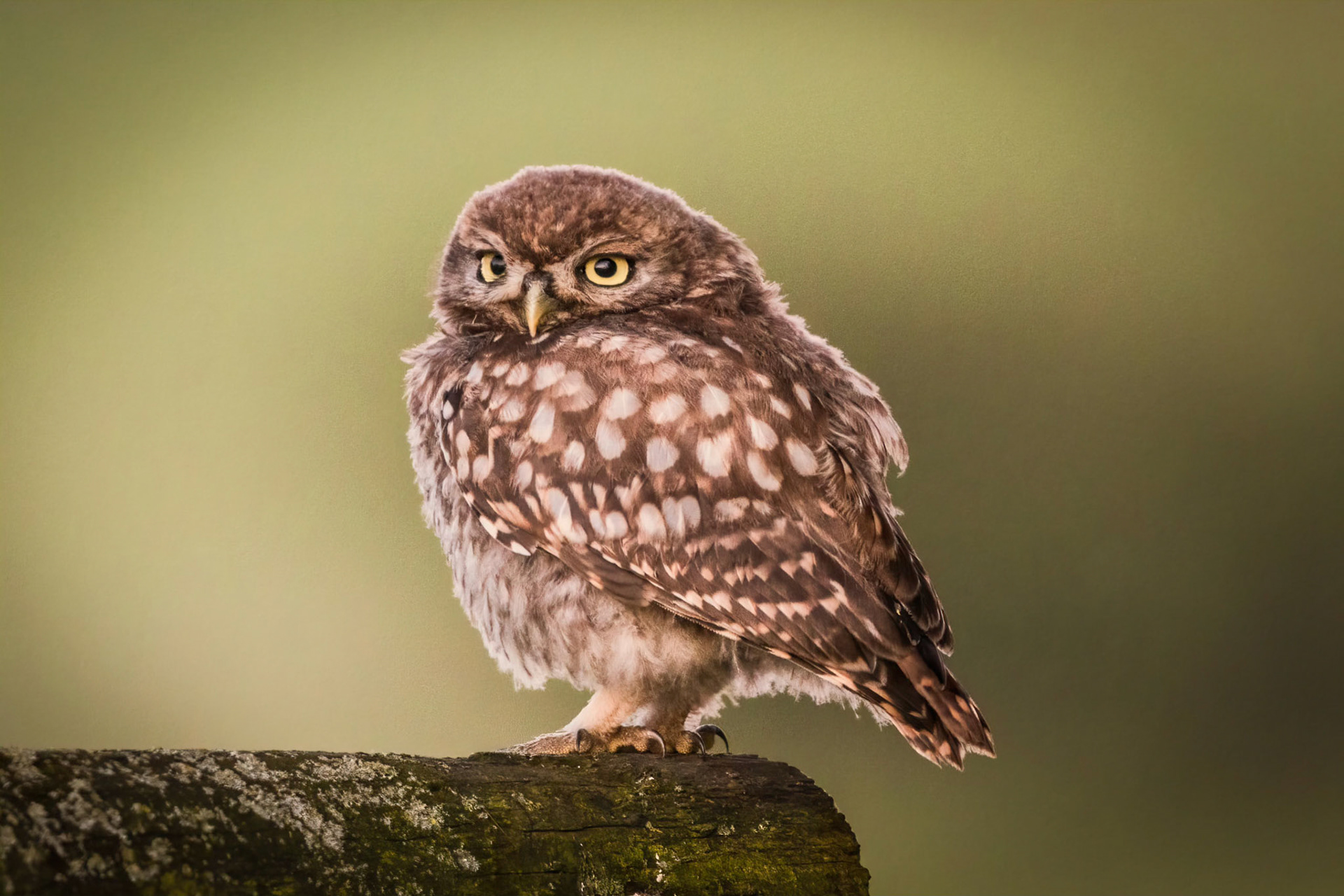 Little Owl ⒸArthur Cicada 2022