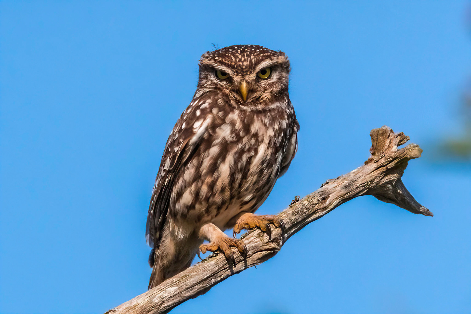 Little Owl ⒸArthur Cicada 2022