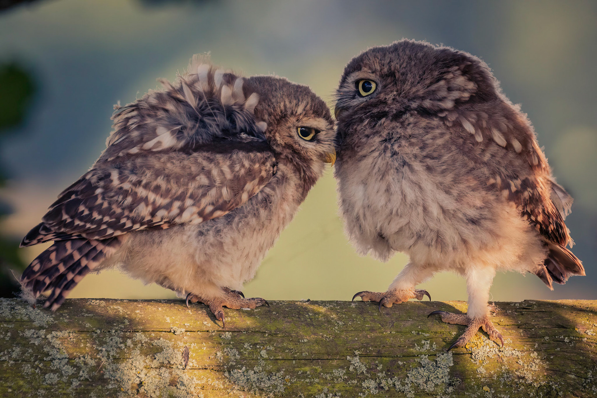 Little Owl ⒸArthur Cicada 2022