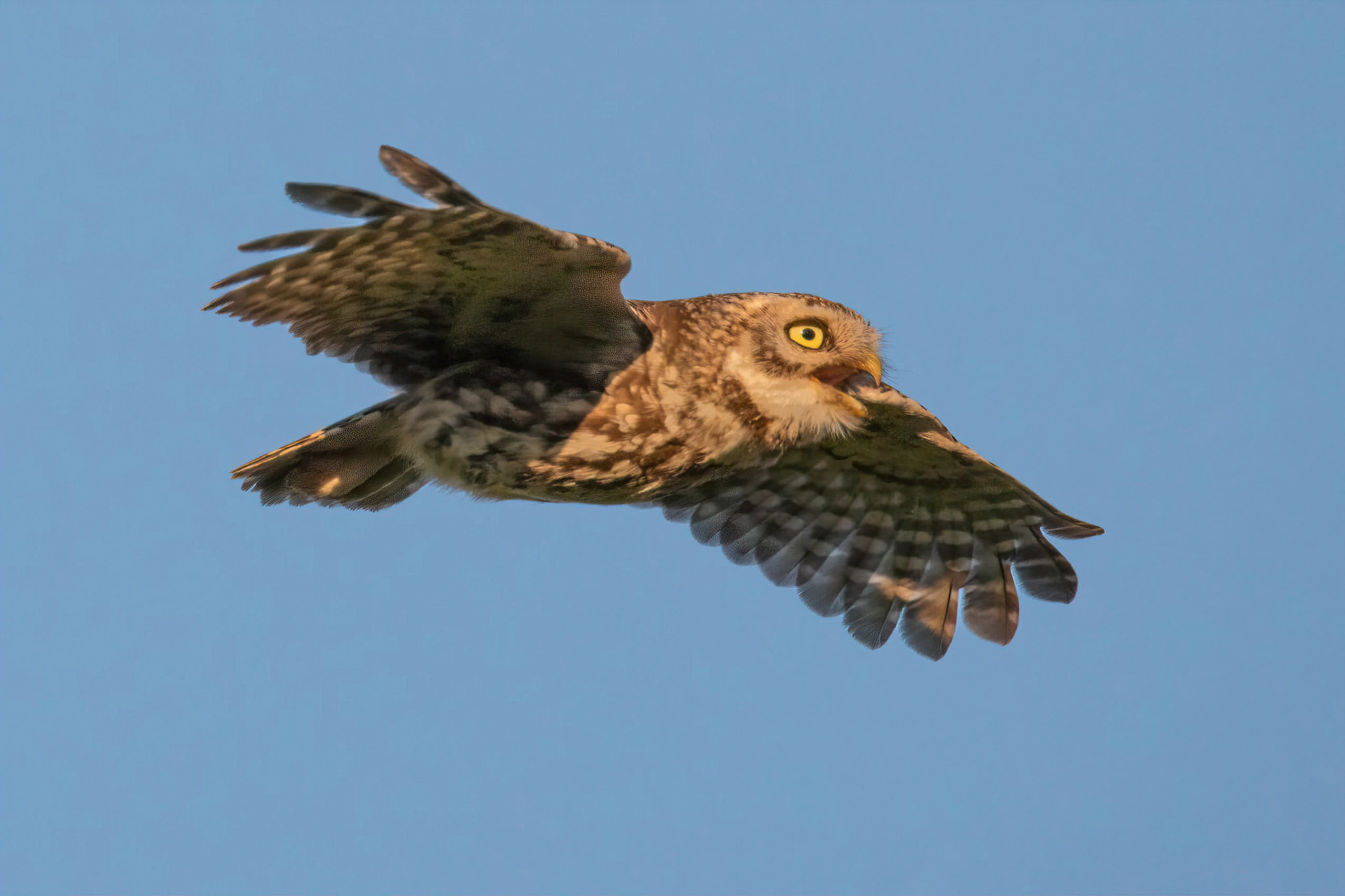Little Owl ⒸArthur Cicada 2022