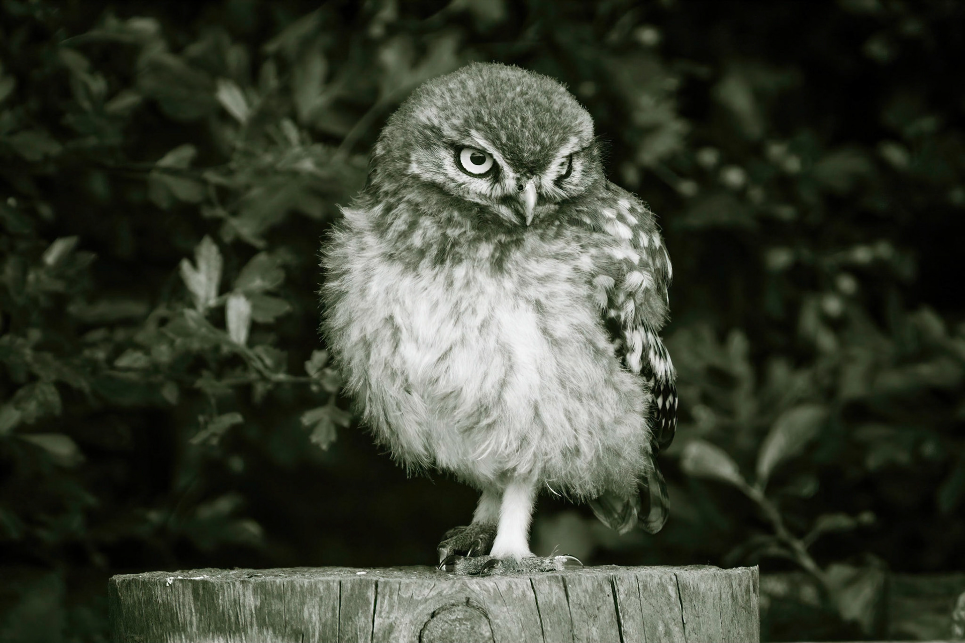 Little Owl ⒸArthur Cicada 2022