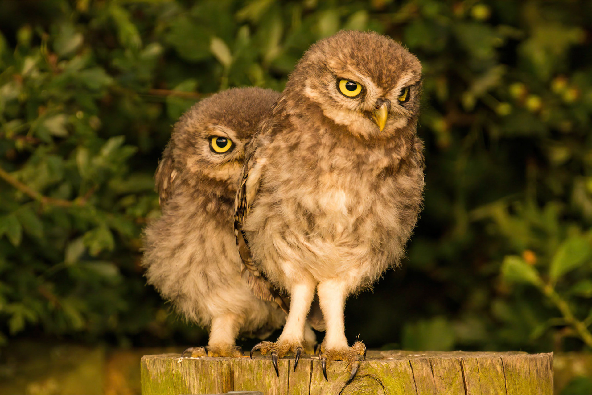 Little Owl ⒸArthur Cicada 2022