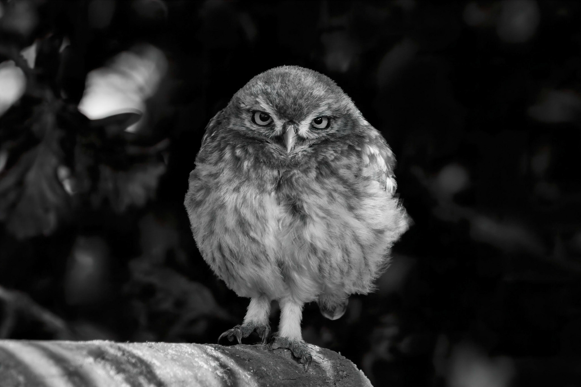 Little Owl ⒸArthur Cicada 2022
