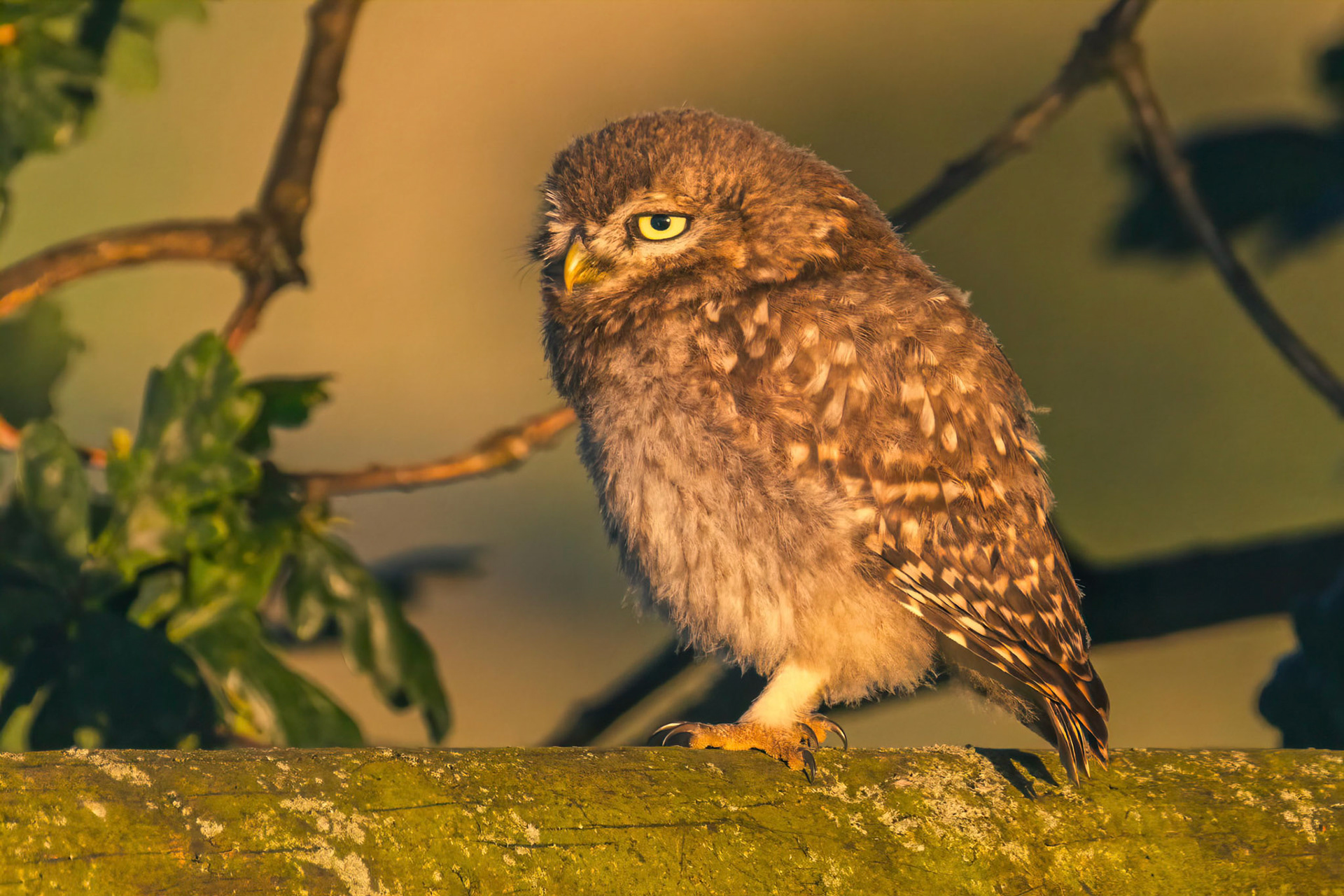 Little Owl ⒸArthur Cicada 2022