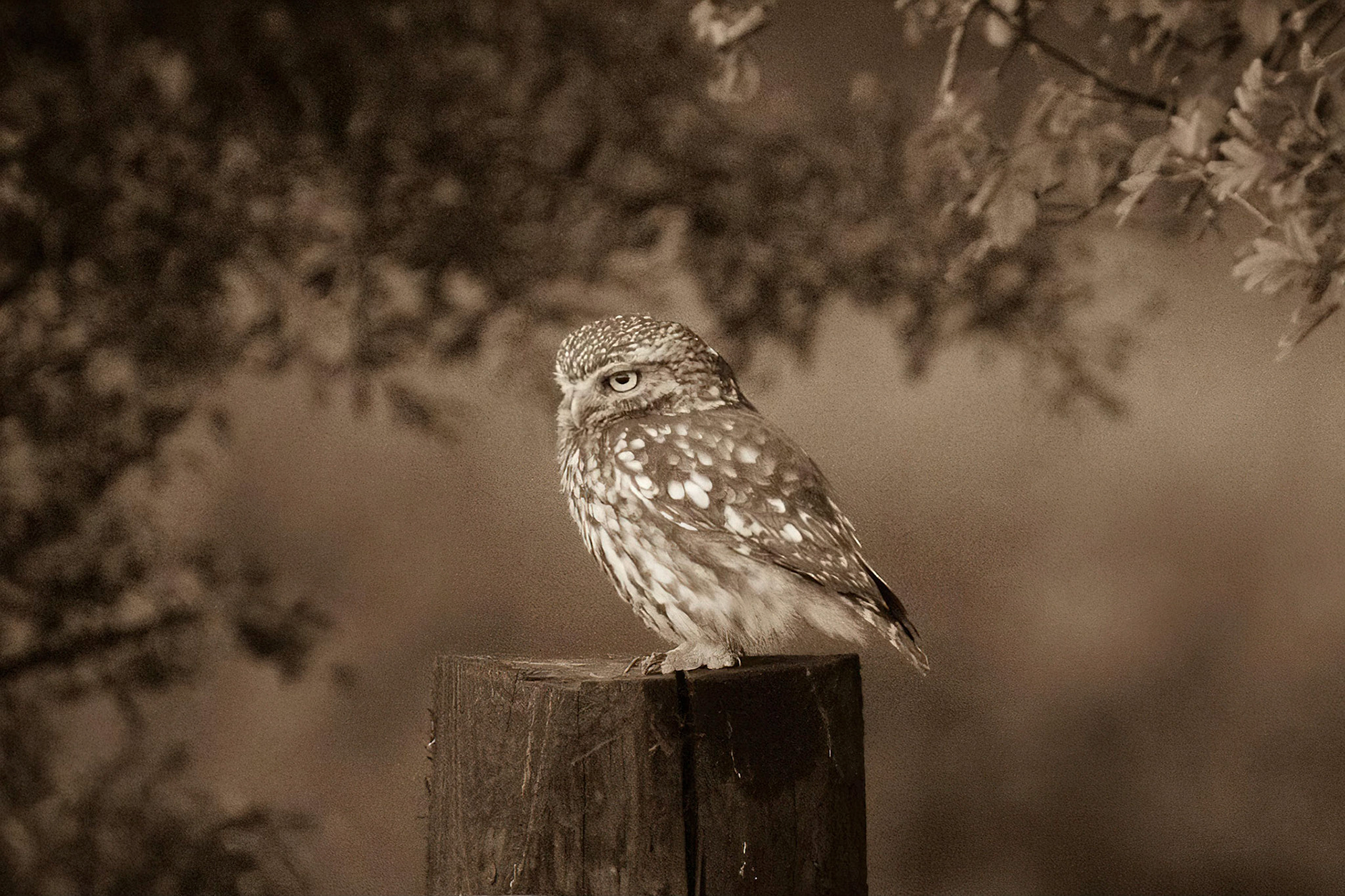 Little Owl ⒸArthur Cicada 2022