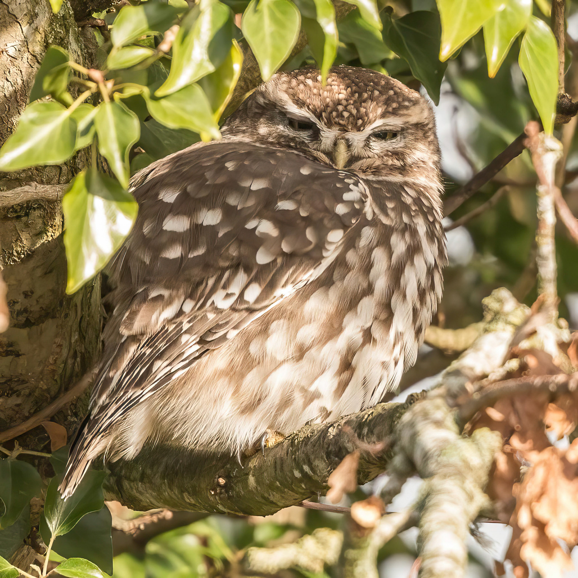 Little Owl ⒸArthur Cicada 2022