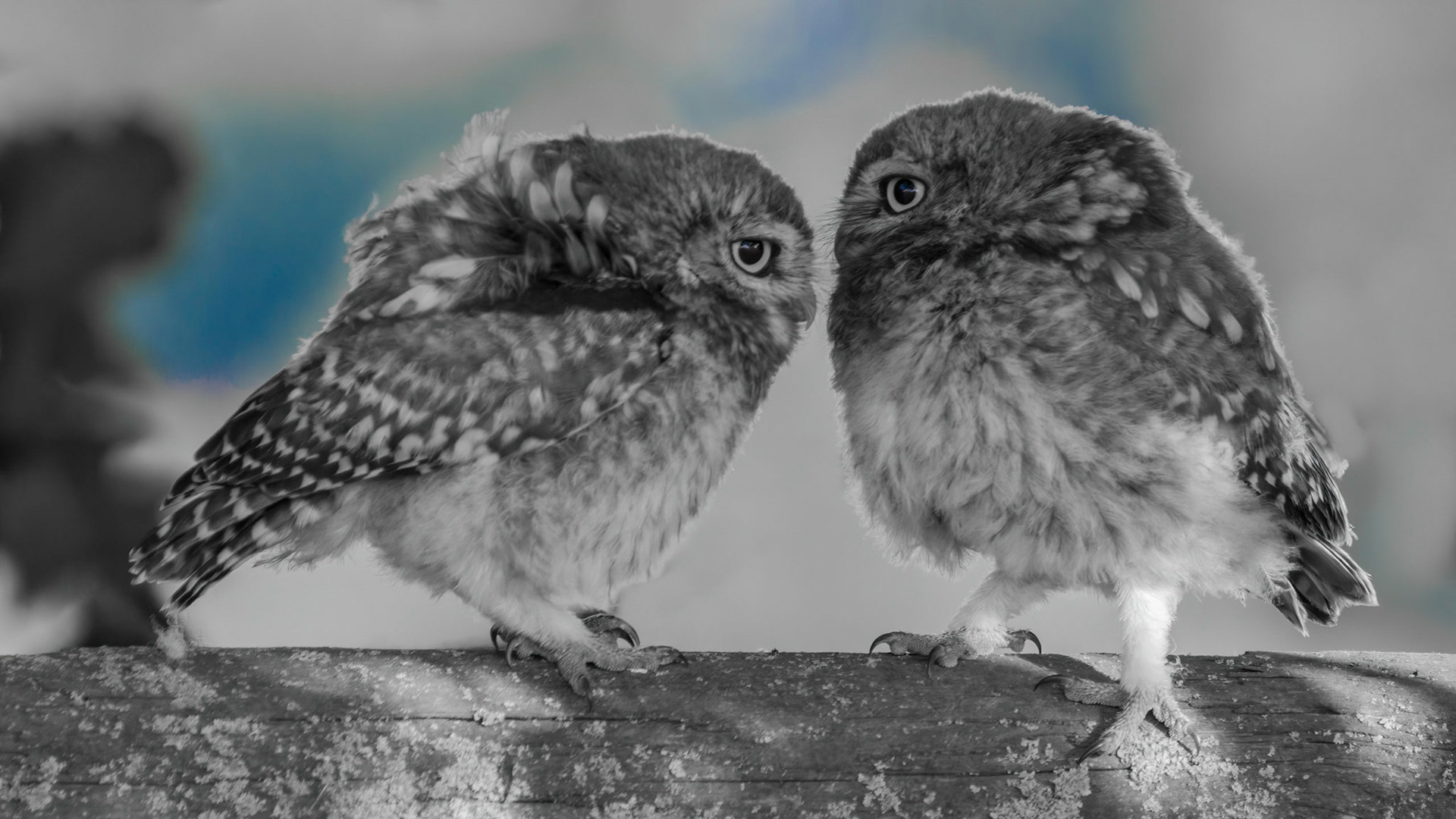 Little Owl ⒸArthur Cicada 2022